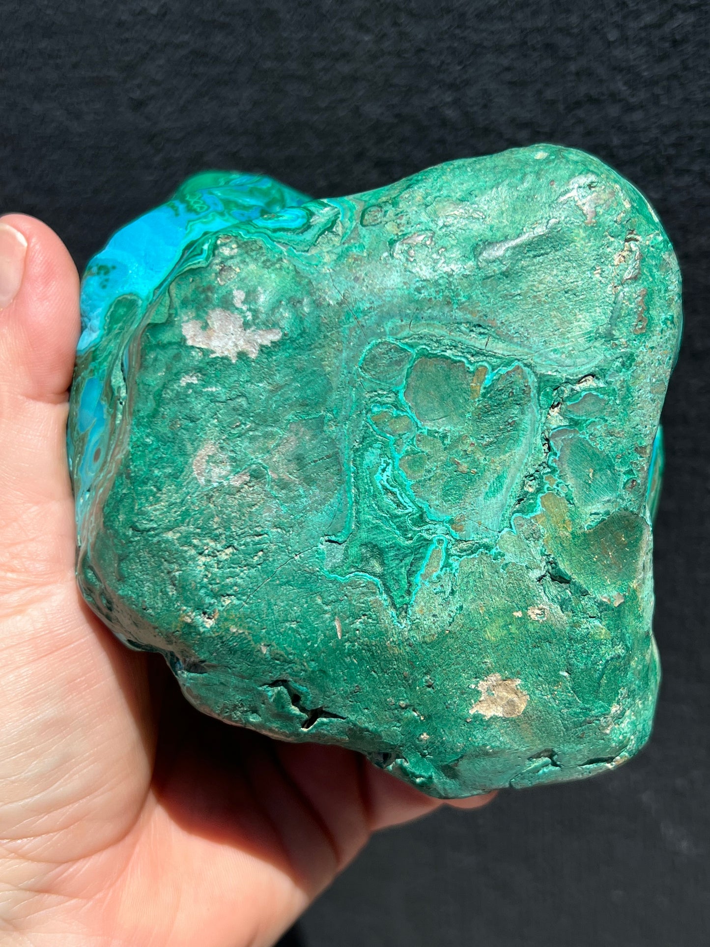 Malacholla Specimen