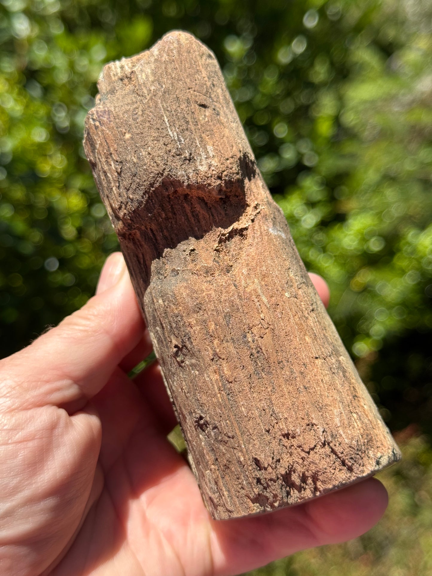 Petrified Wood, whole piece