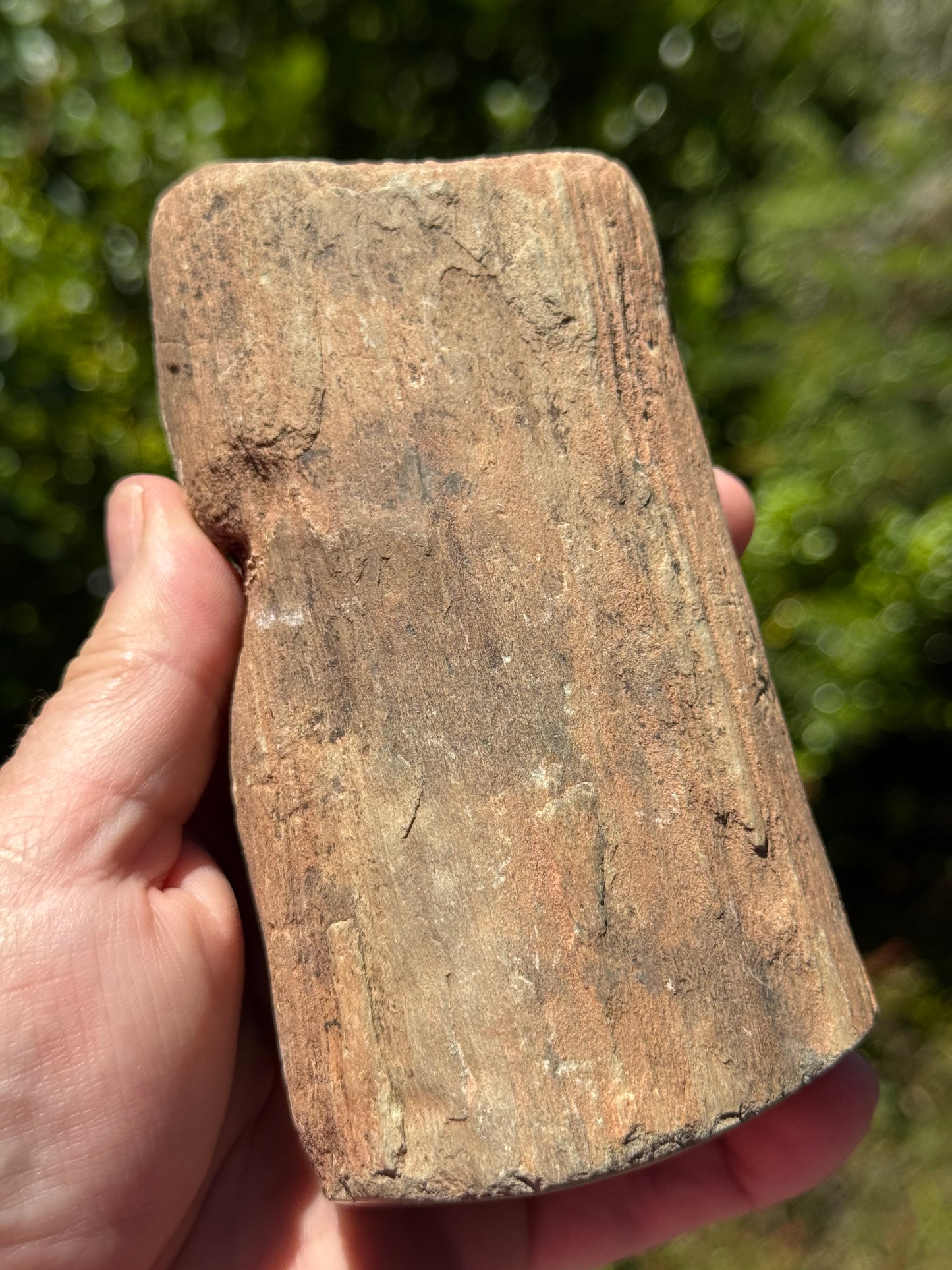 Petrified Wood, whole piece