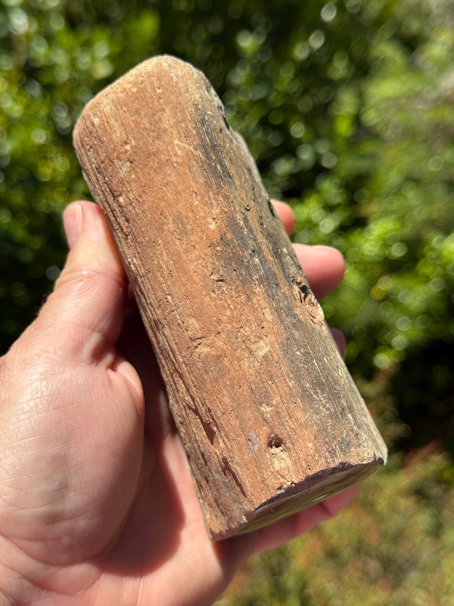 Petrified Wood, whole piece