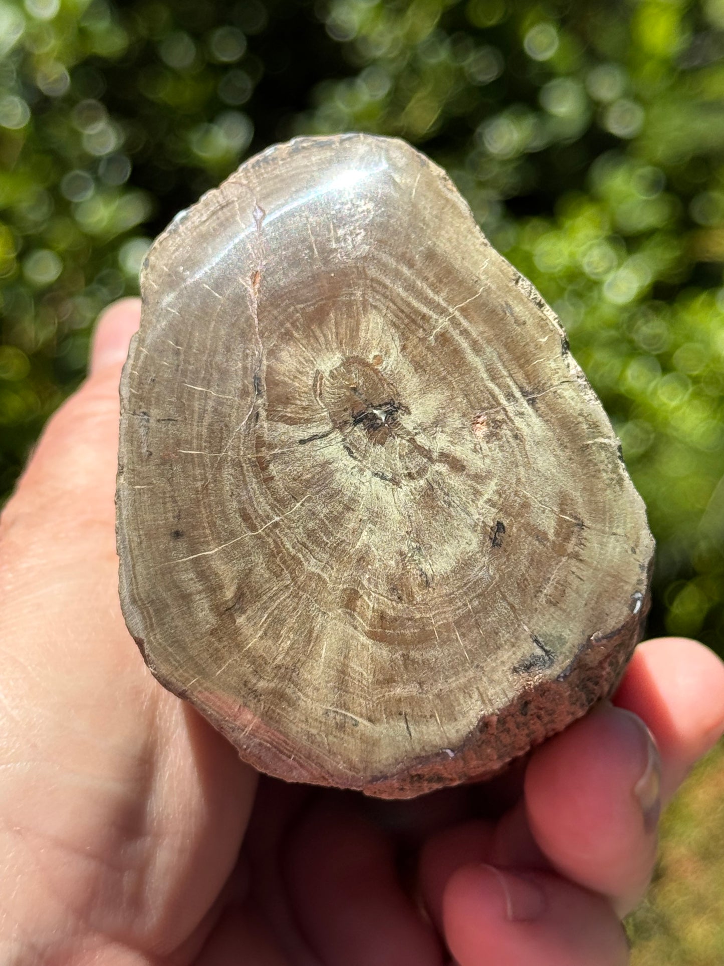 Petrified Wood, whole piece