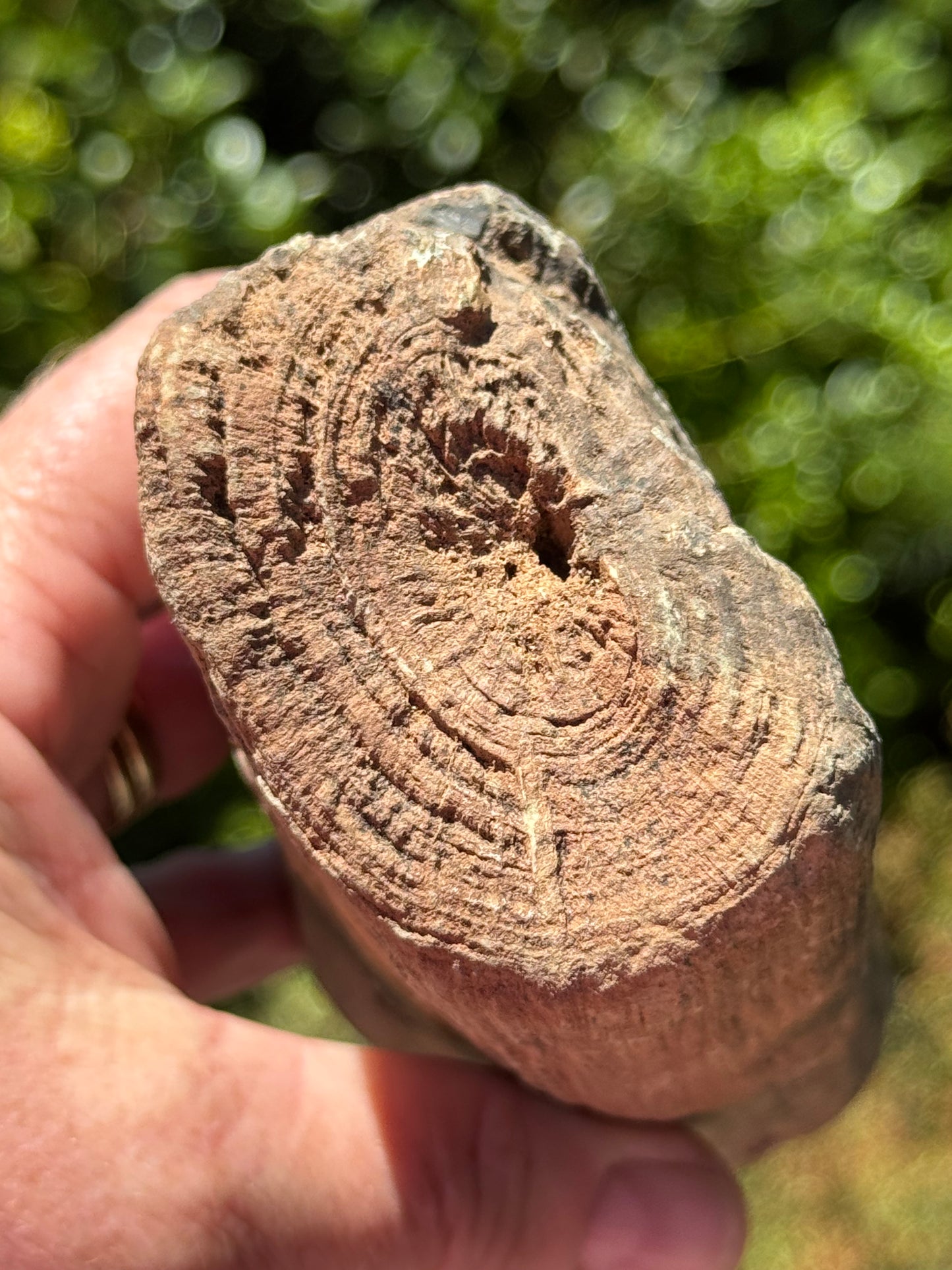 Petrified Wood, whole piece