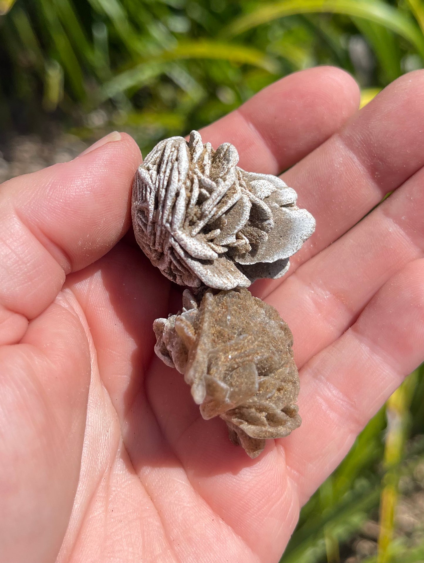 Desert Rose