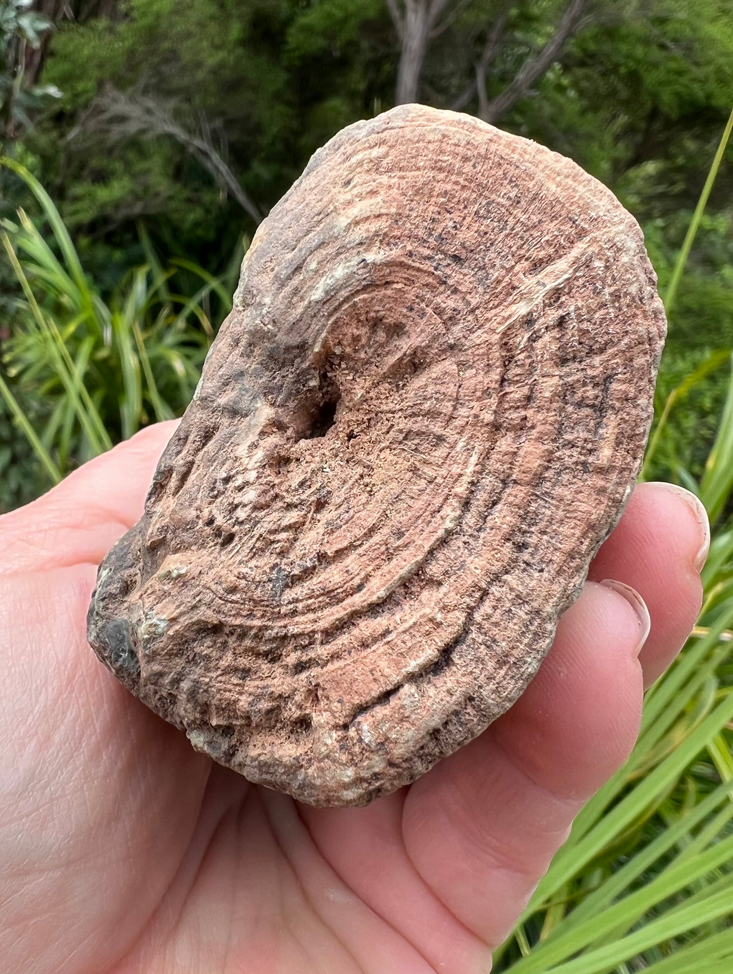 Petrified Wood, whole piece