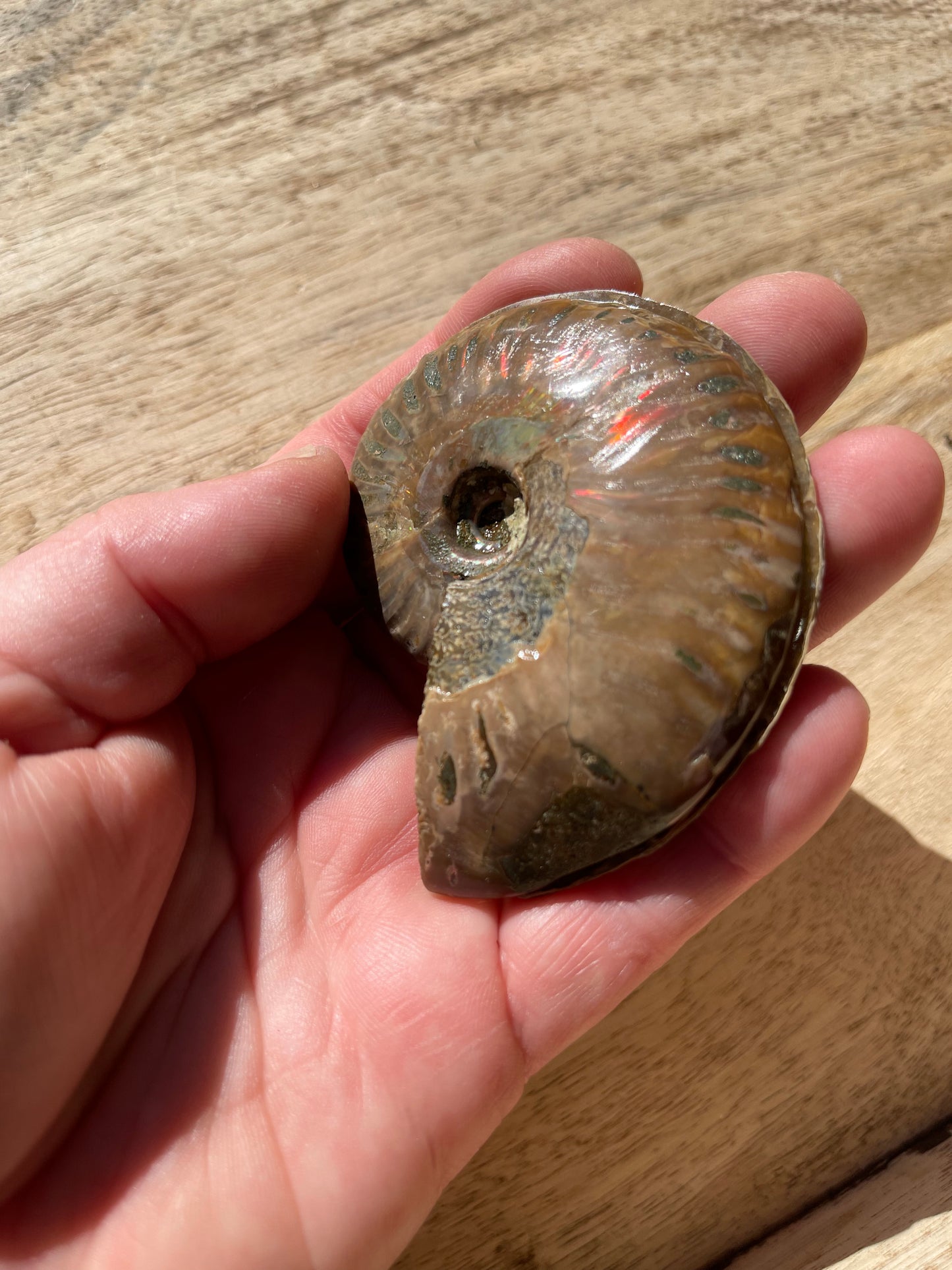 Ammonite Opalised Split Pair