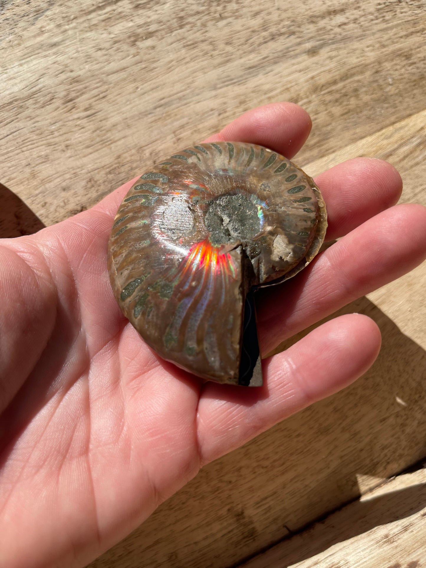 Ammonite Opalised Split Pair