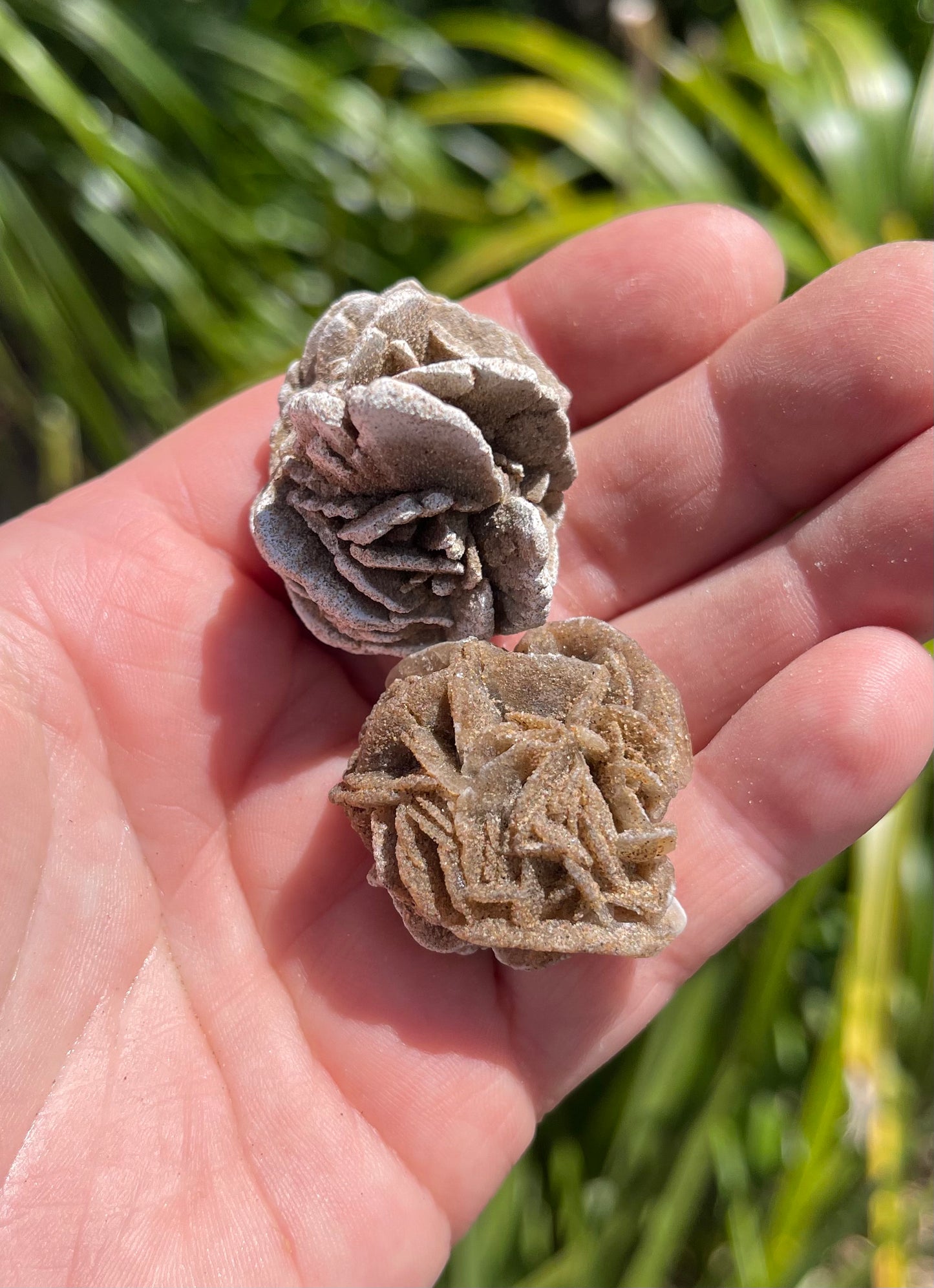 Desert Rose