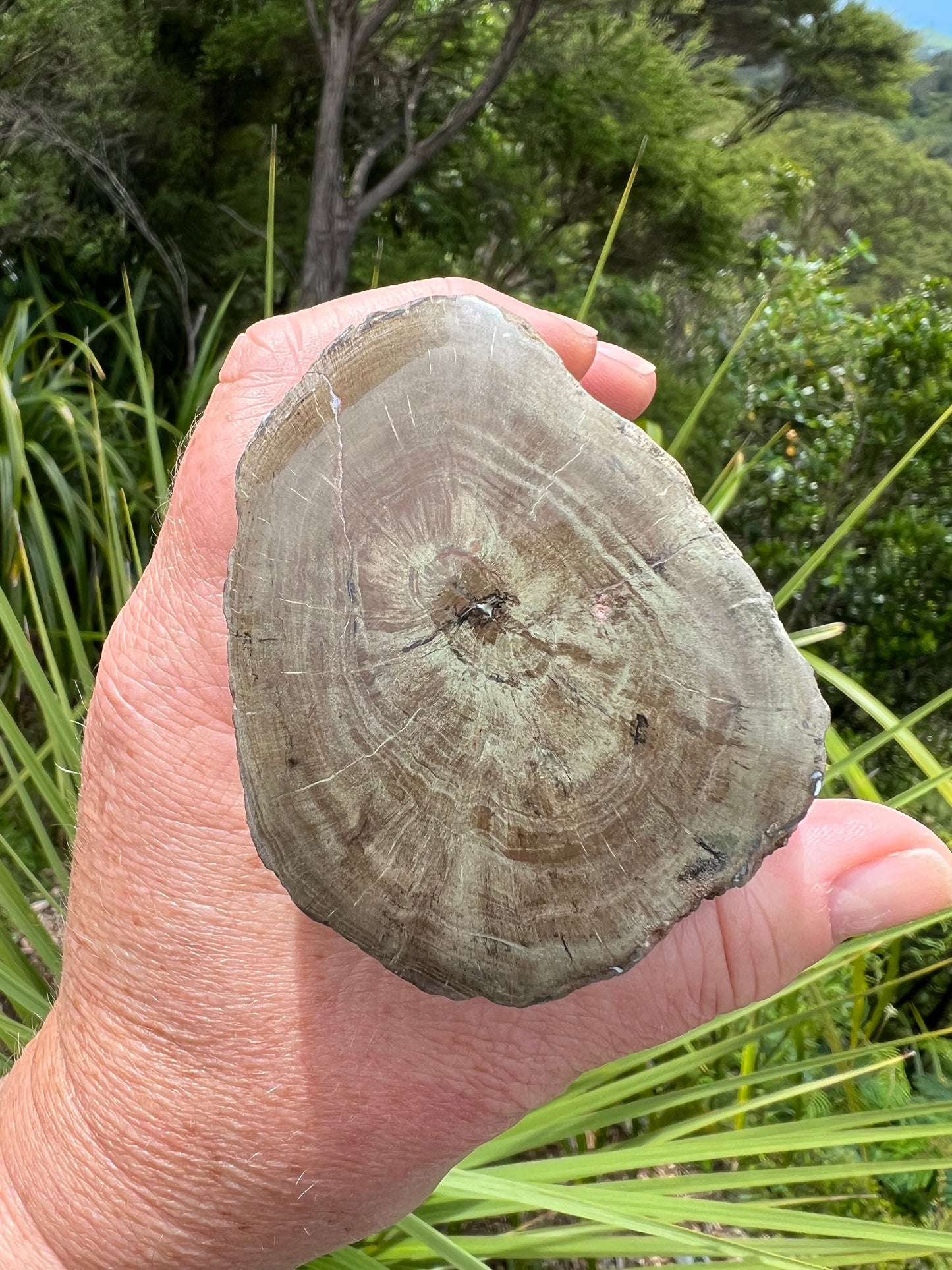 Petrified Wood, whole piece