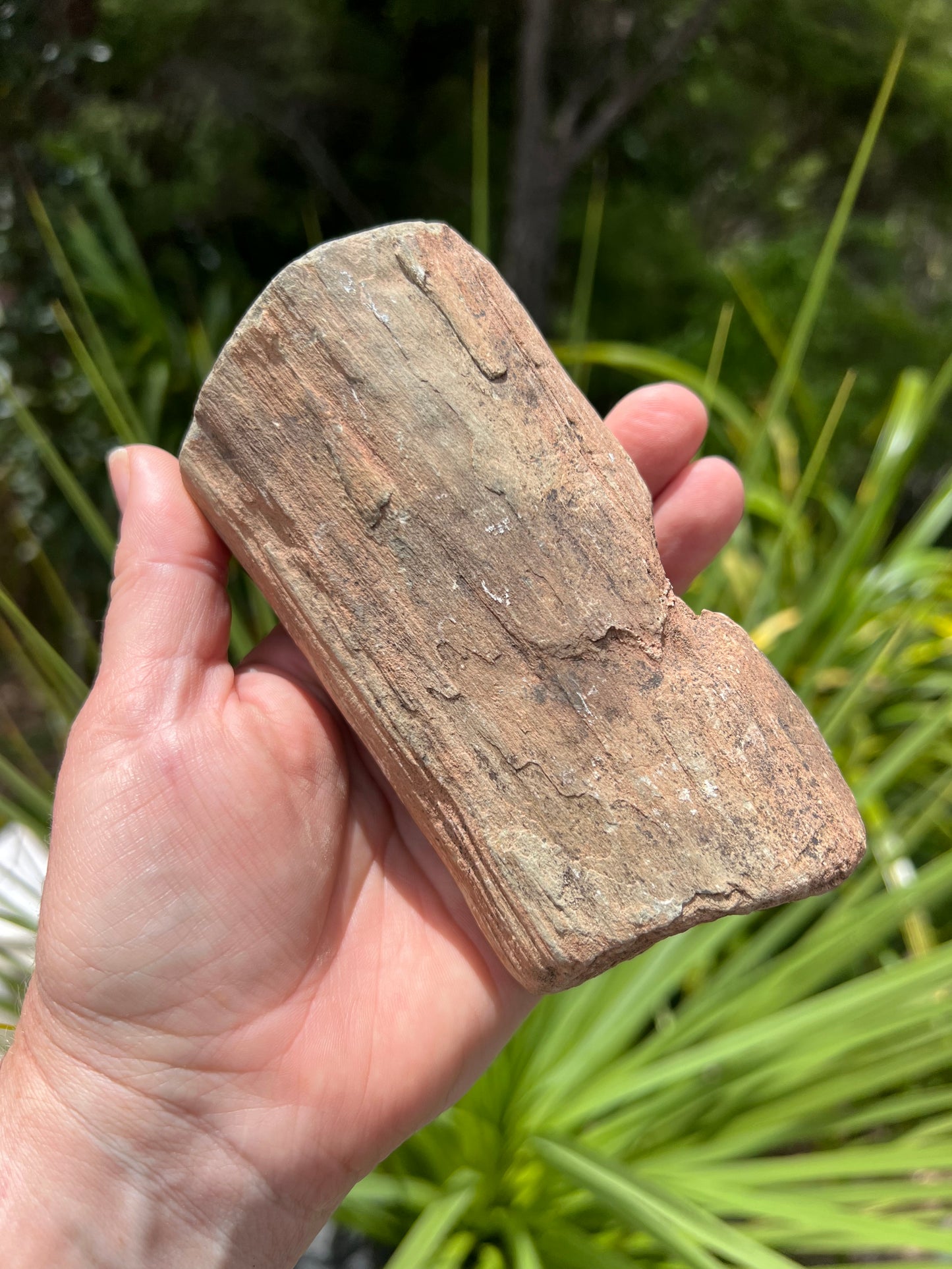 Petrified Wood, whole piece