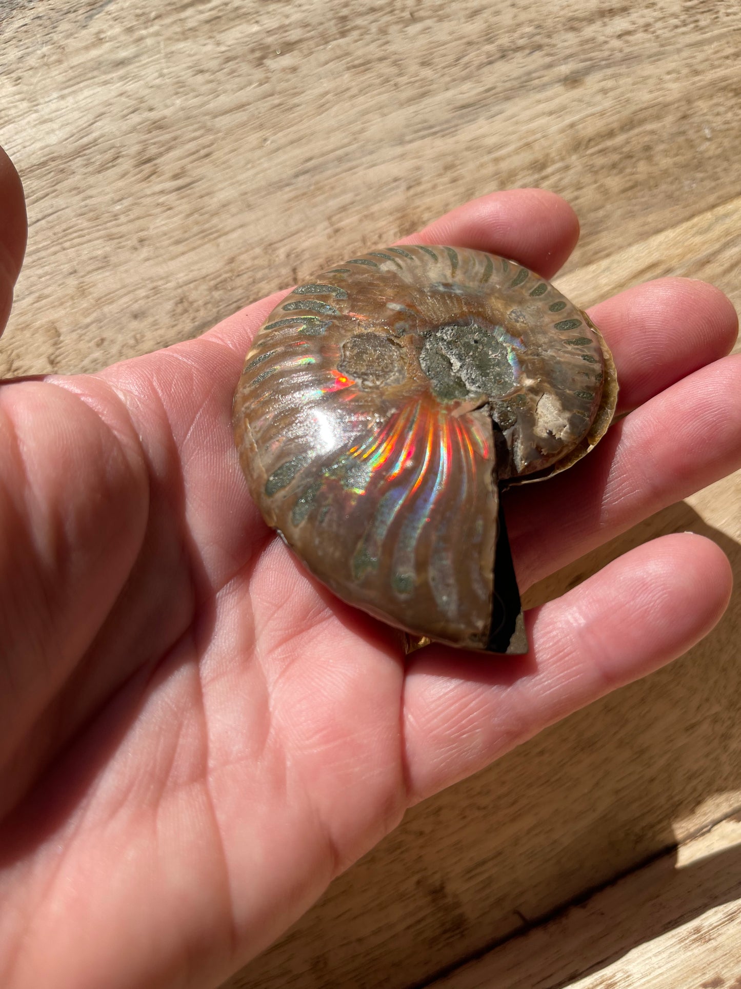 Ammonite Opalised Split Pair