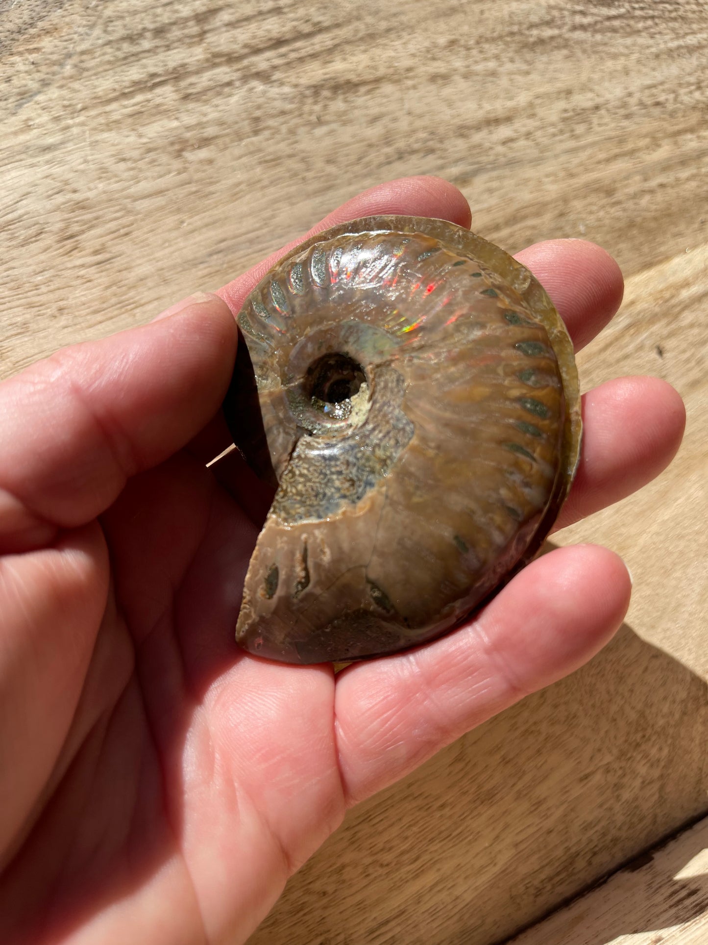Ammonite Opalised Split Pair
