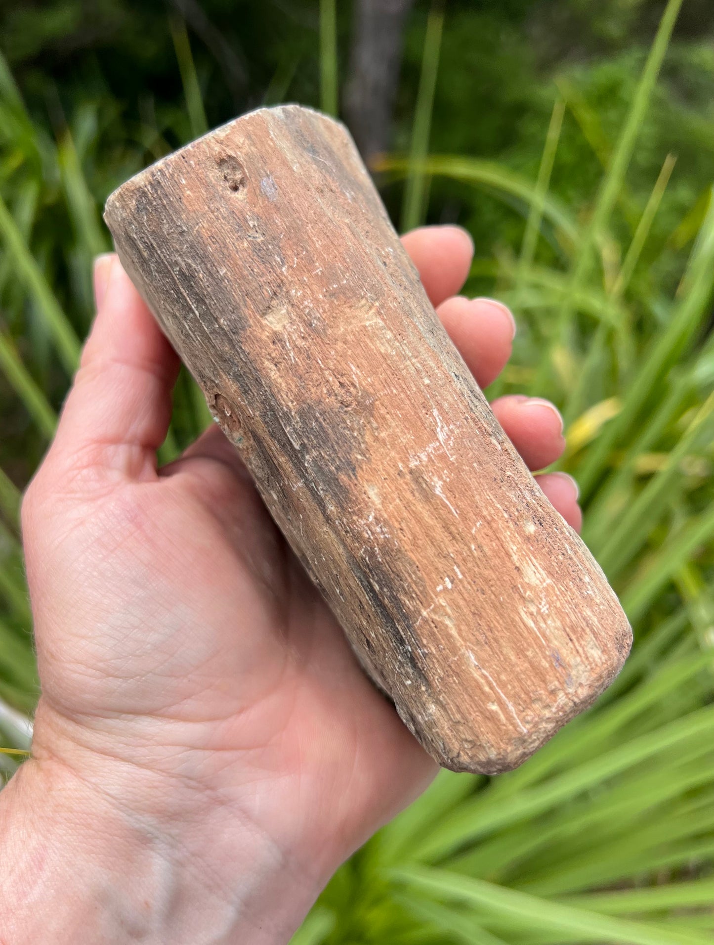 Petrified Wood, whole piece