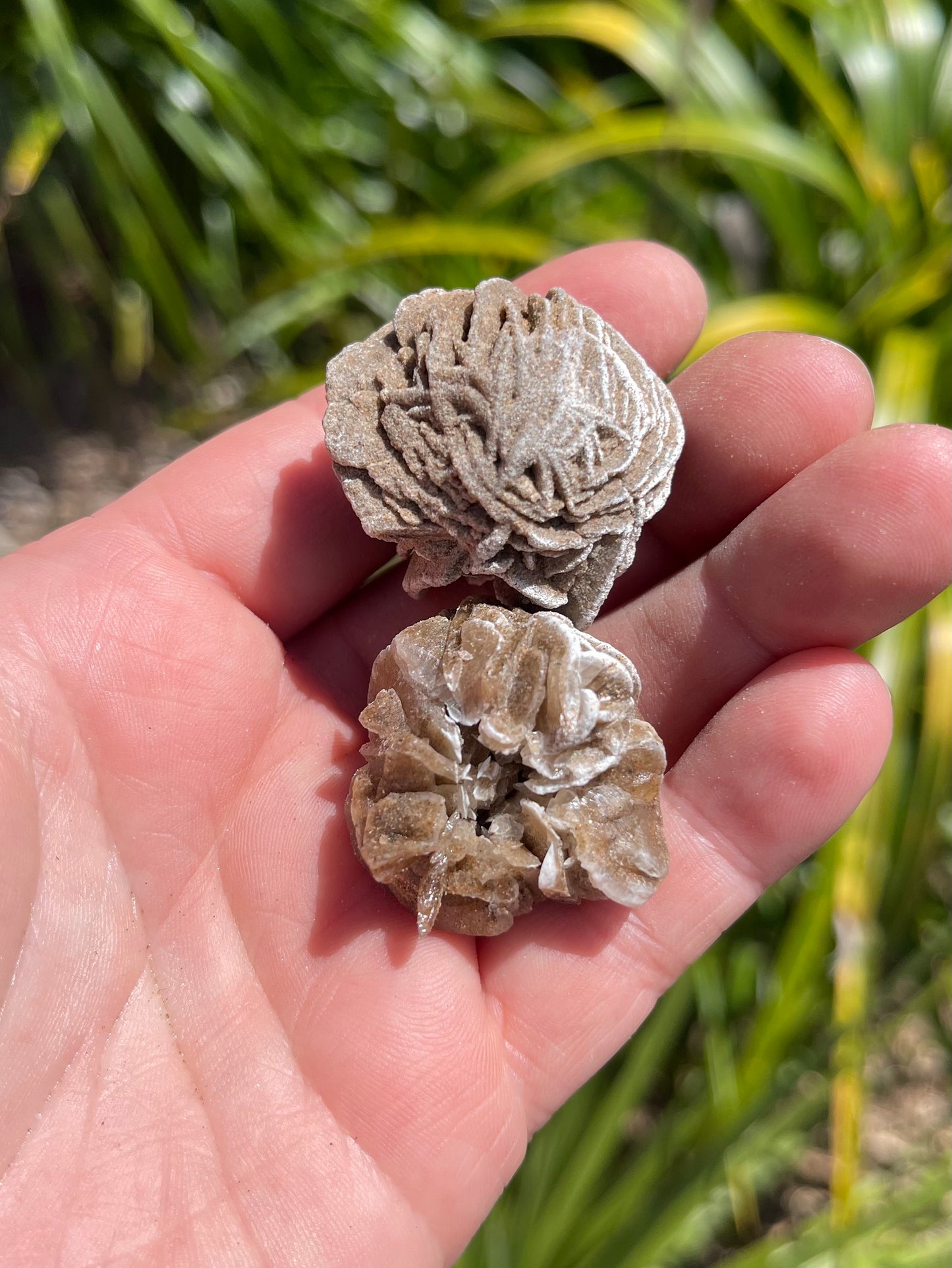 Desert Rose