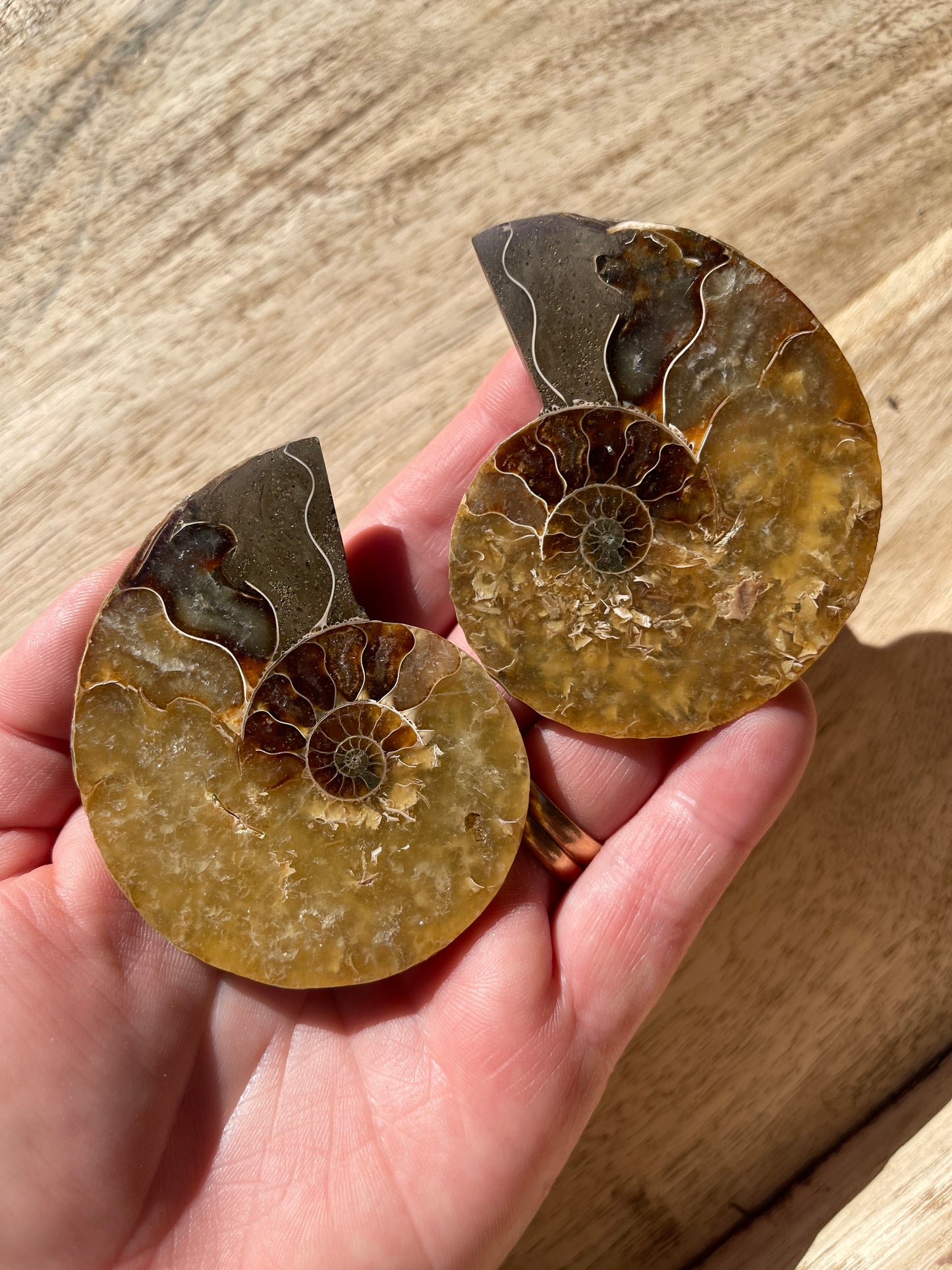 Ammonite Opalised Split Pair