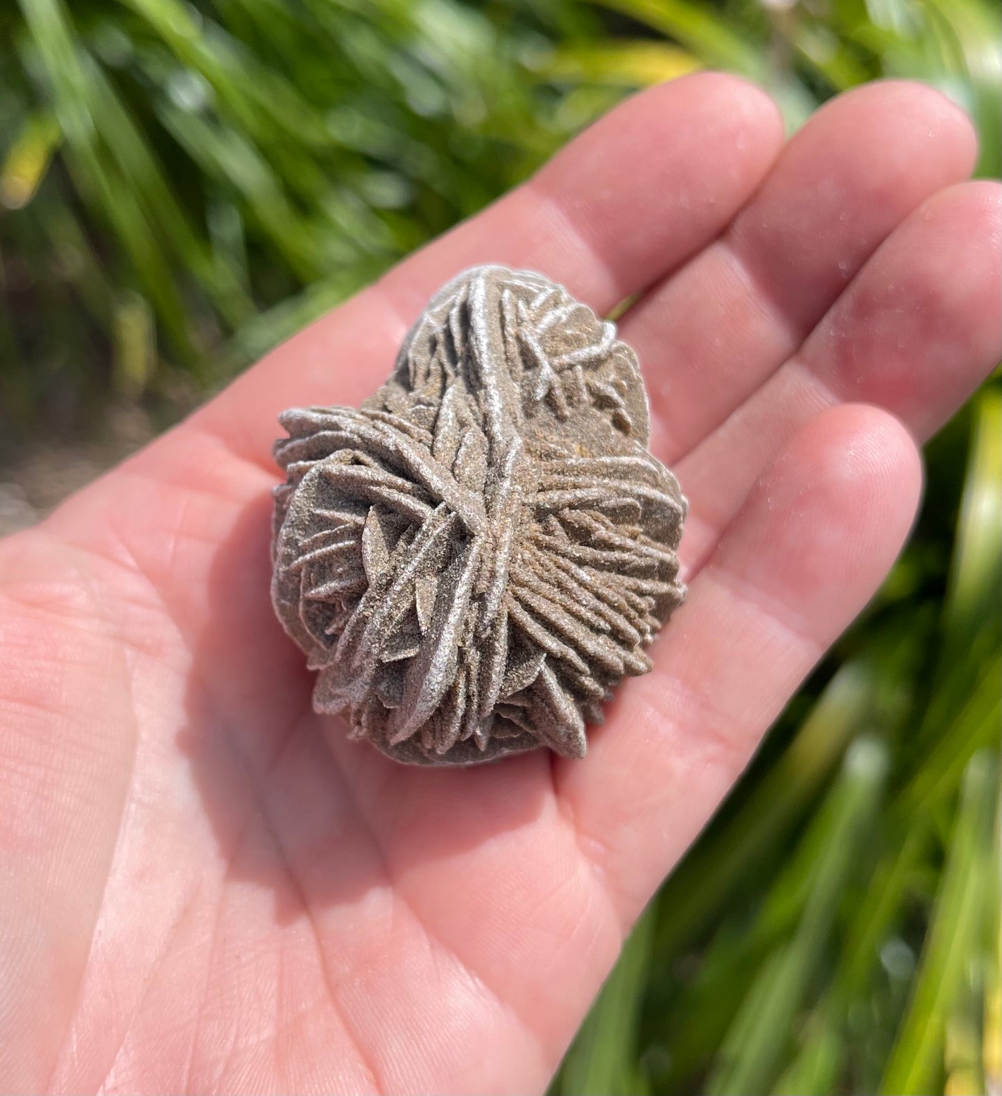 Desert Rose
