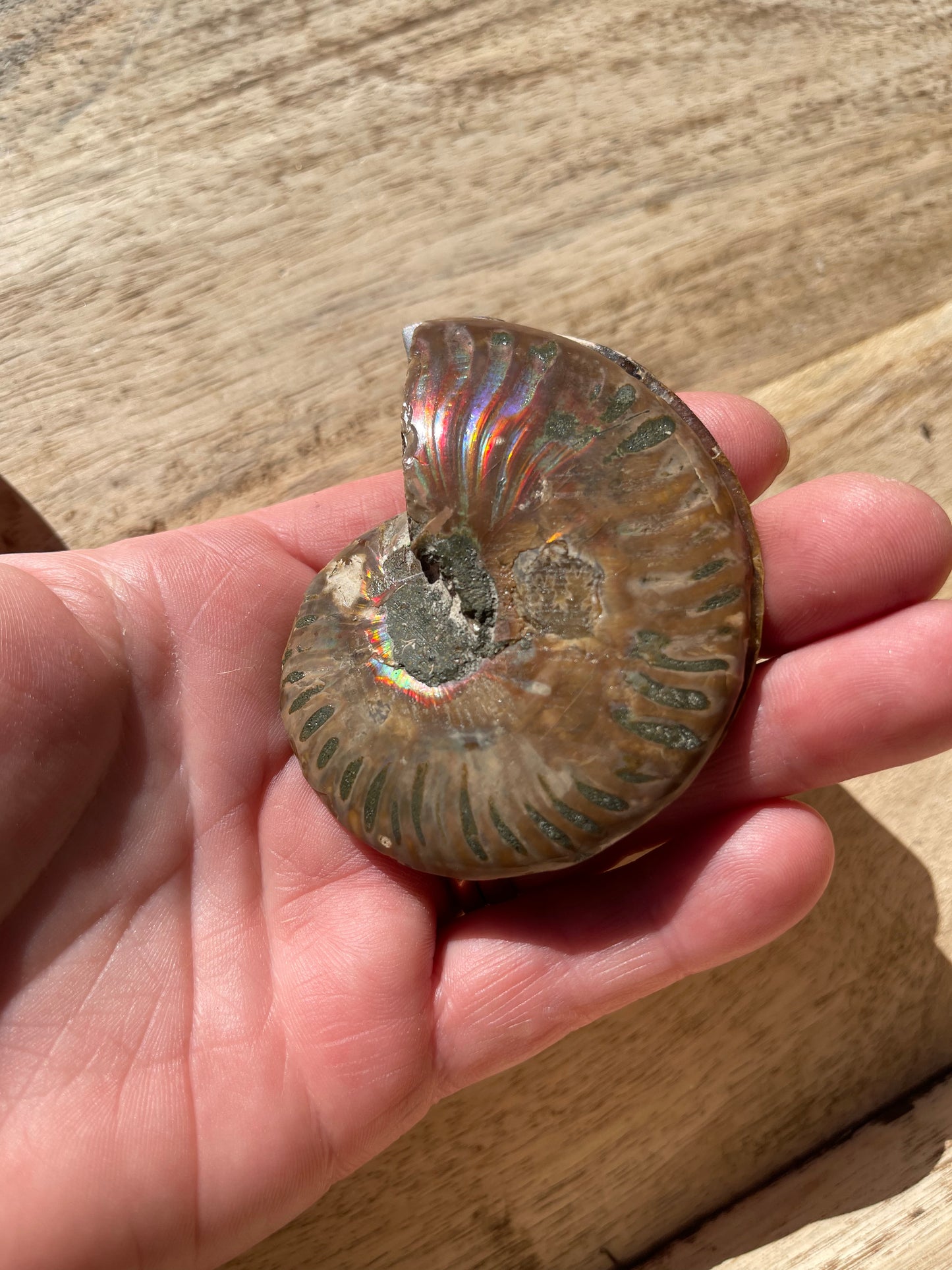 Ammonite Opalised Split Pair