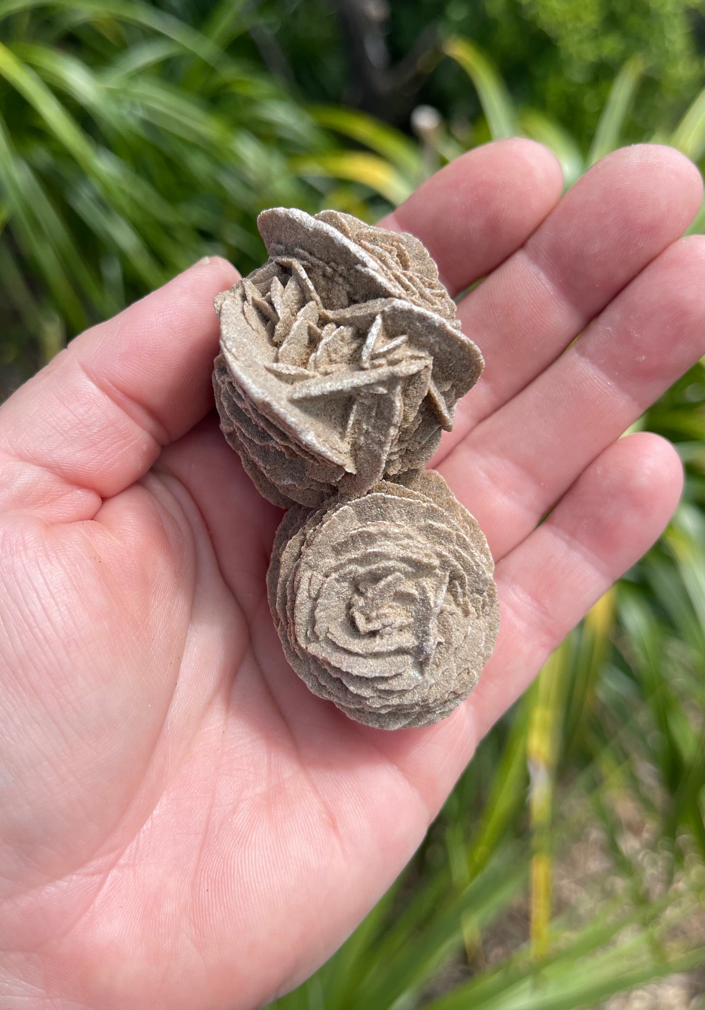 Desert Rose