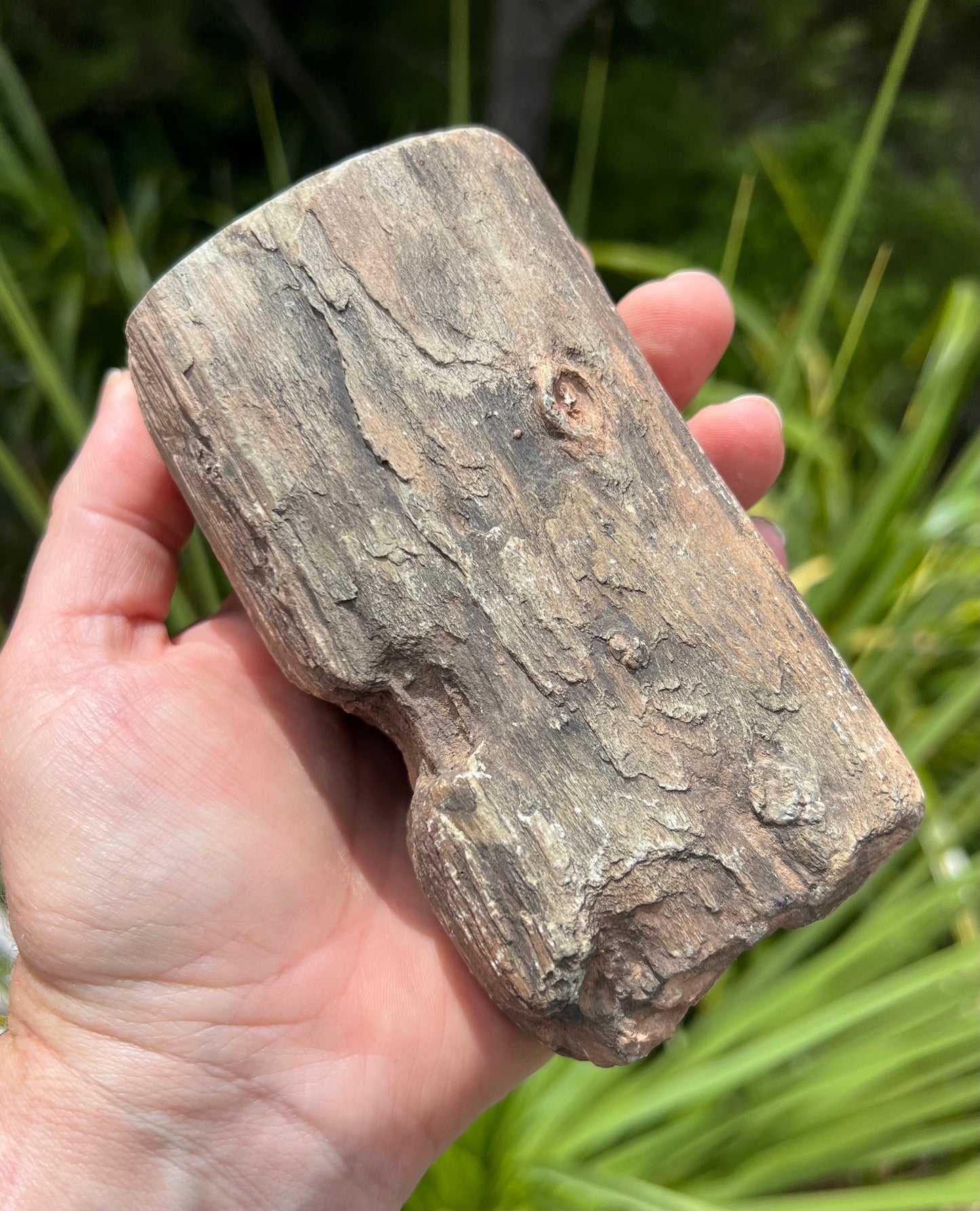 Petrified Wood, whole piece