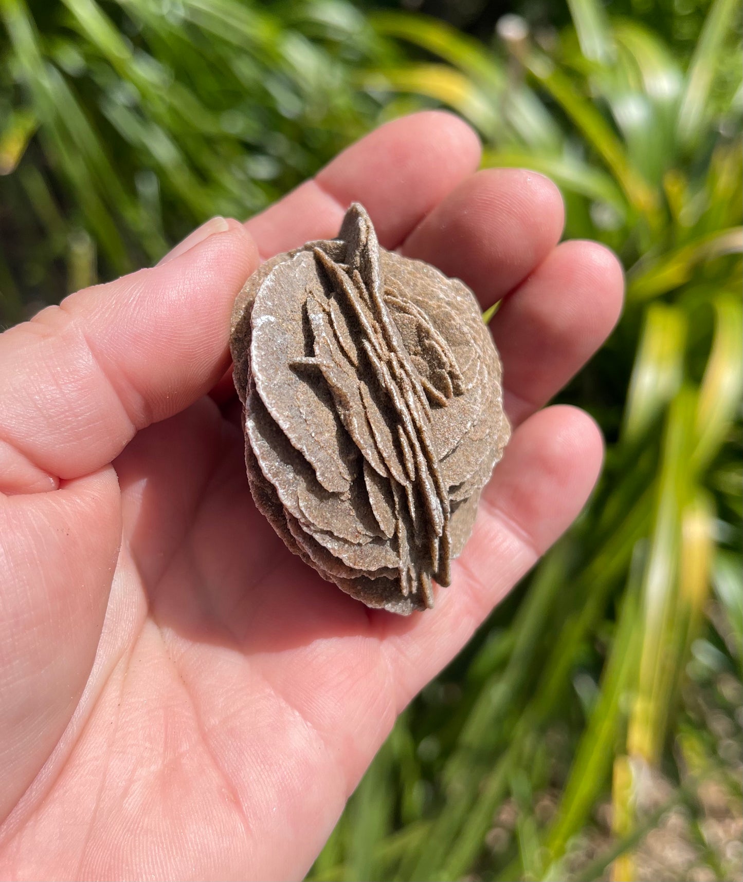 Desert Rose