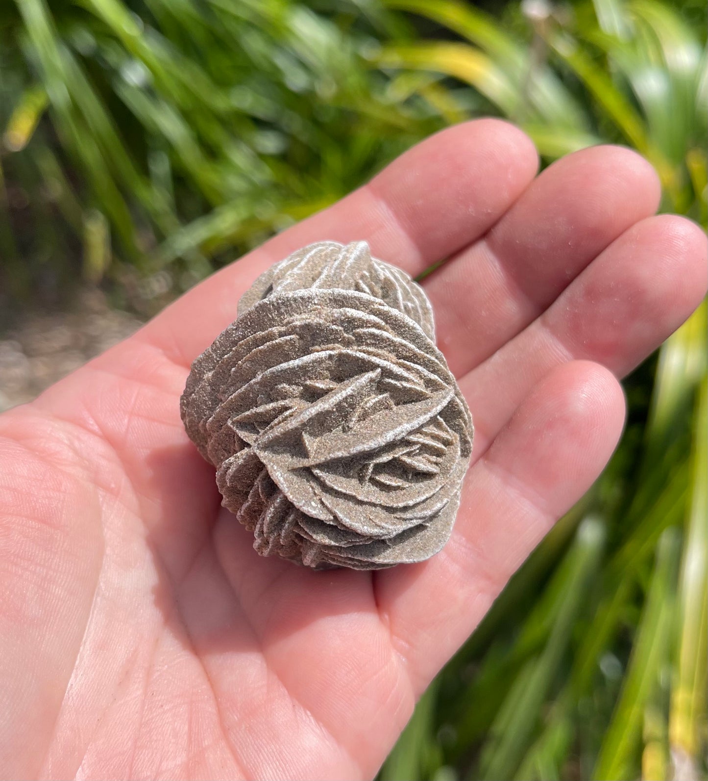 Desert Rose