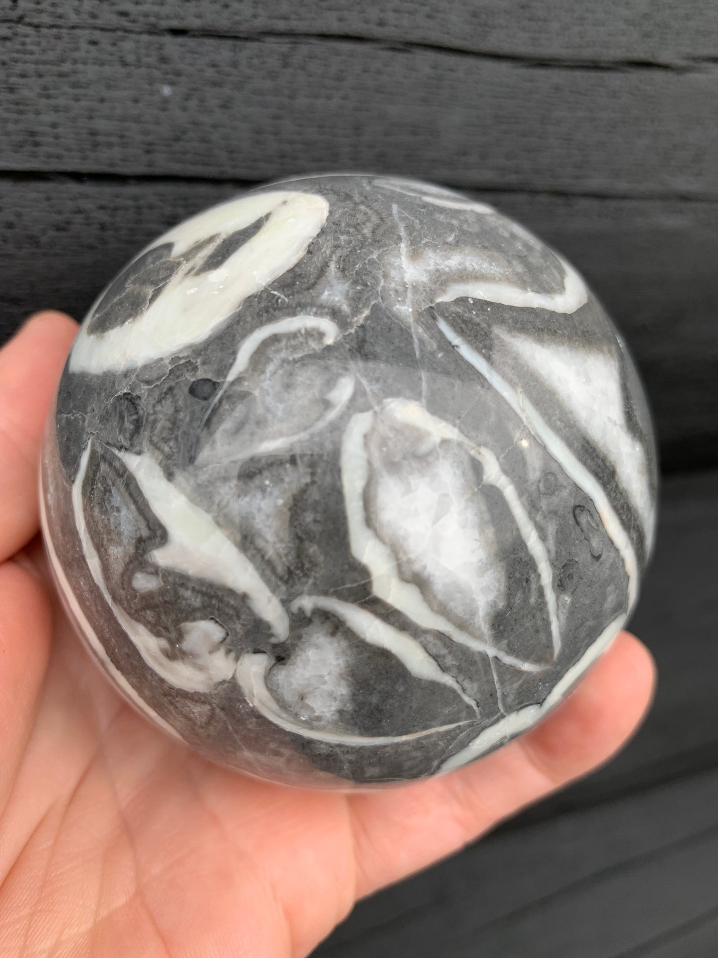 Thousand Eye/Shell Jasper Sphere