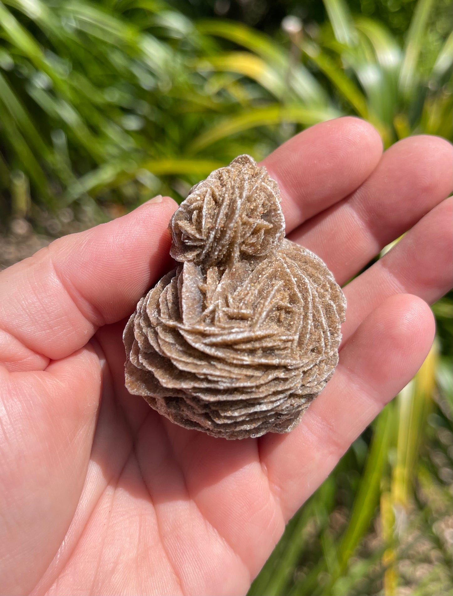 Desert Rose