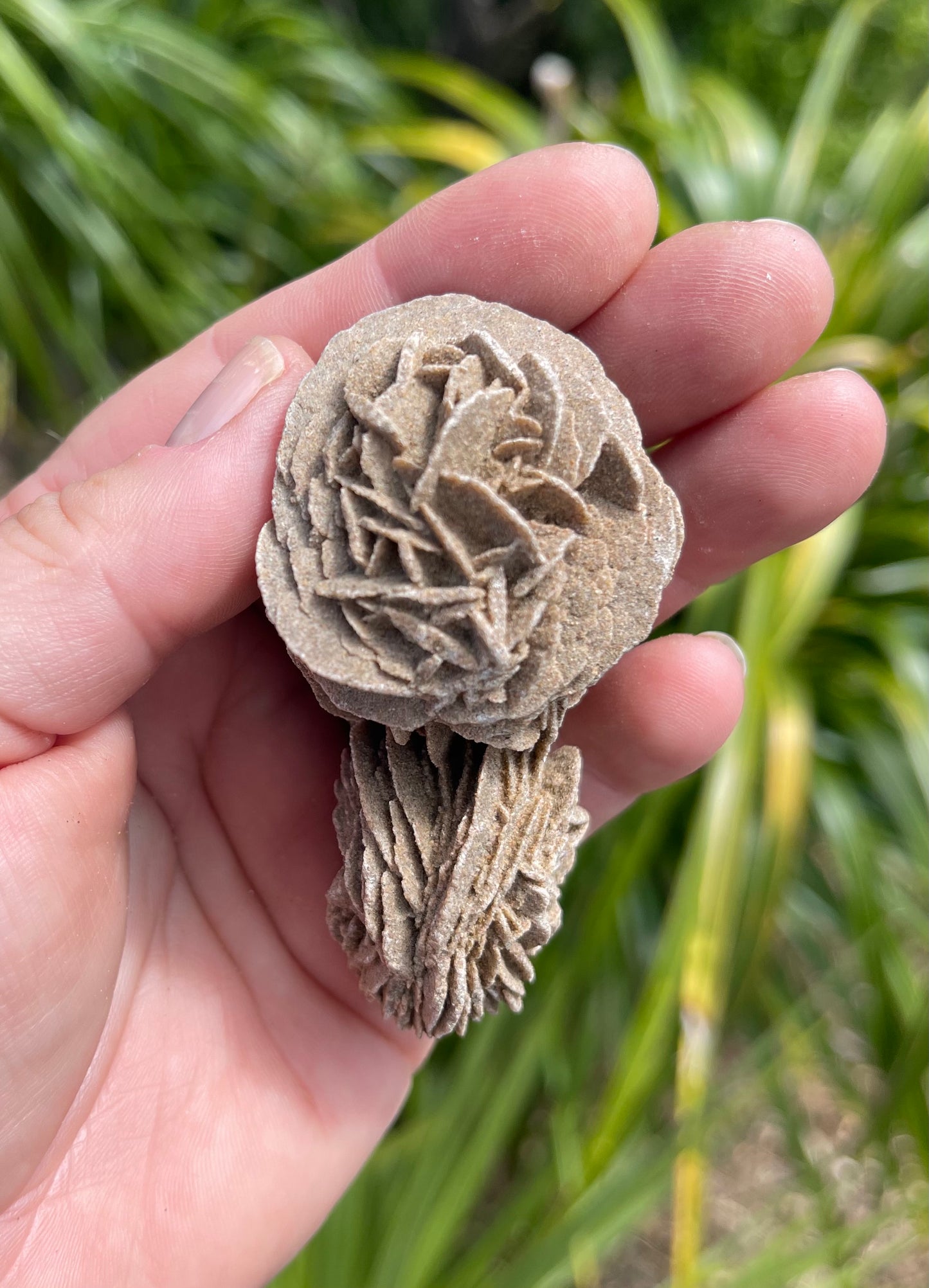Desert Rose