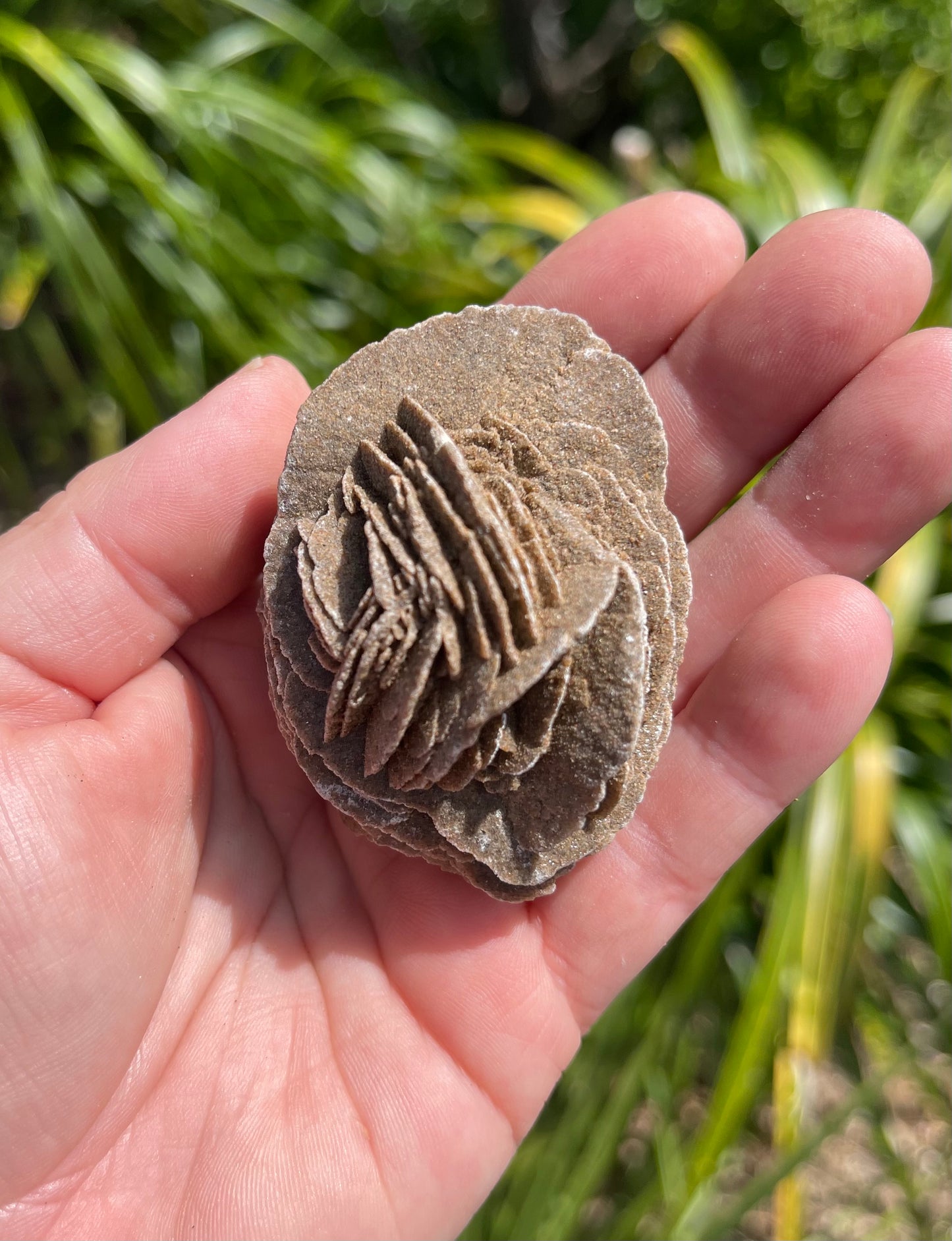 Desert Rose