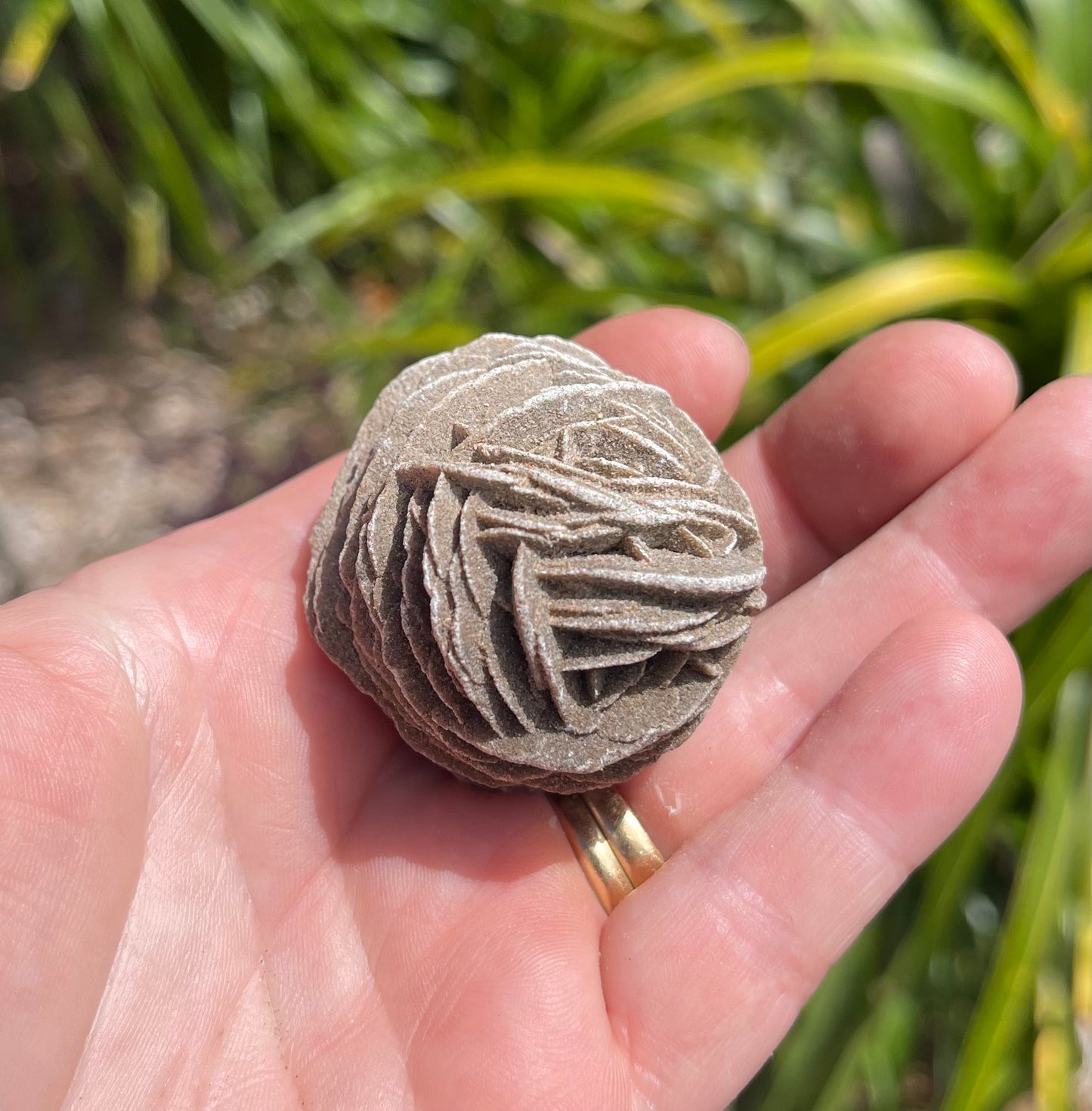 Desert Rose