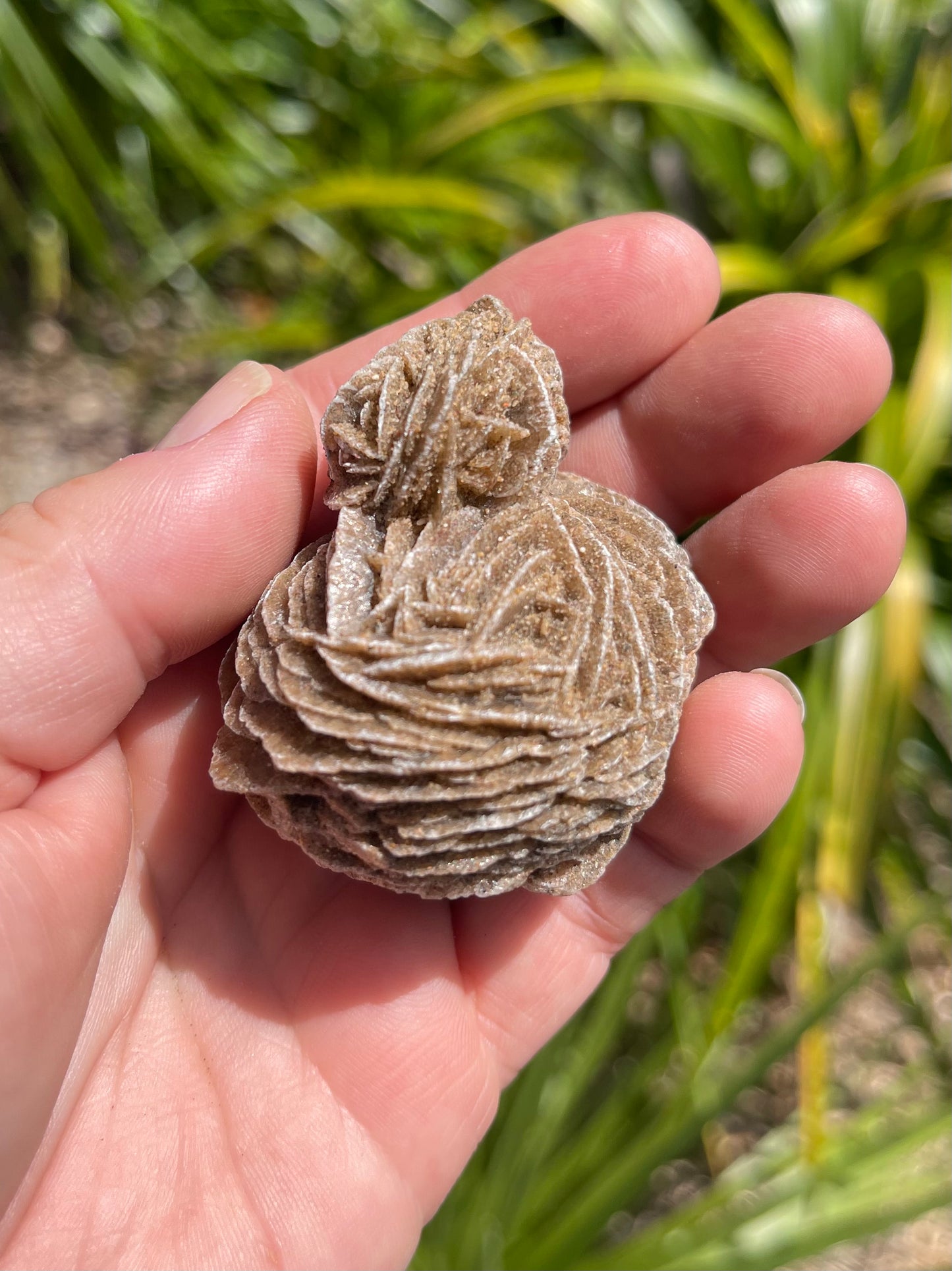 Desert Rose