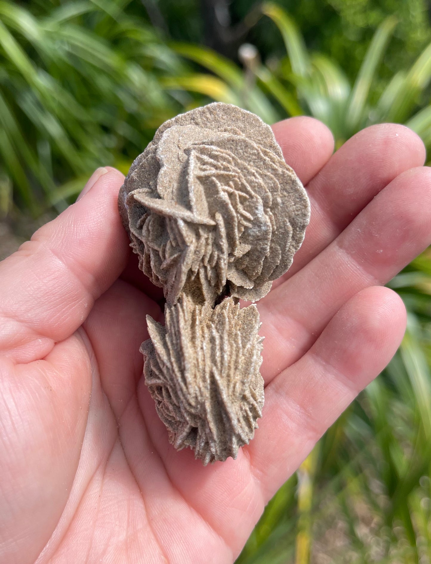 Desert Rose