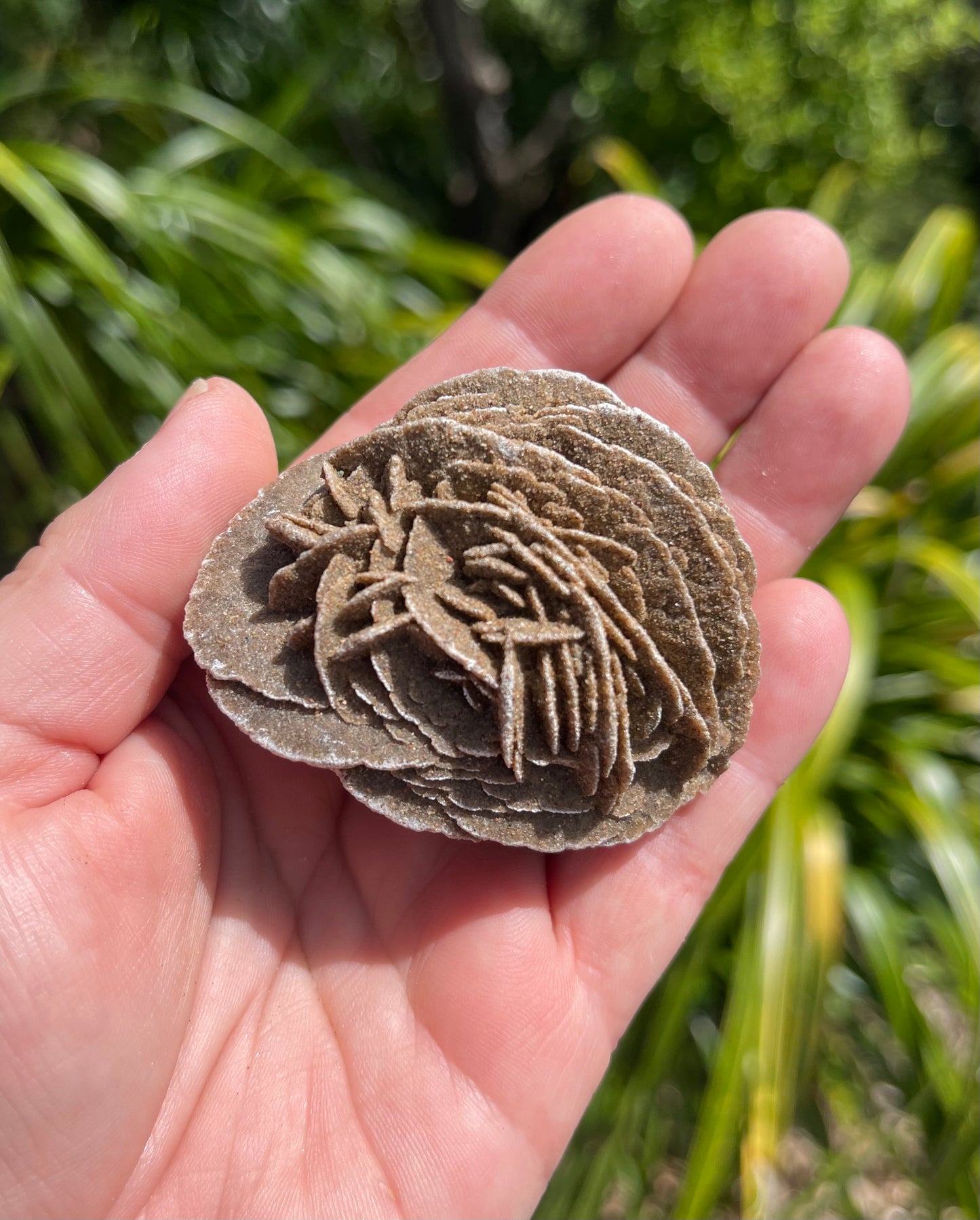 Desert Rose