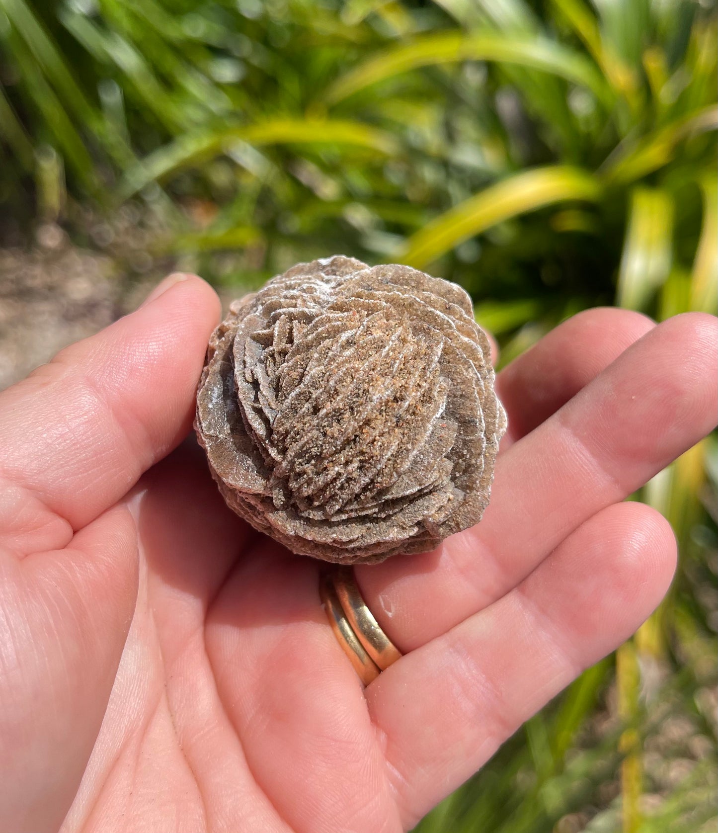 Desert Rose