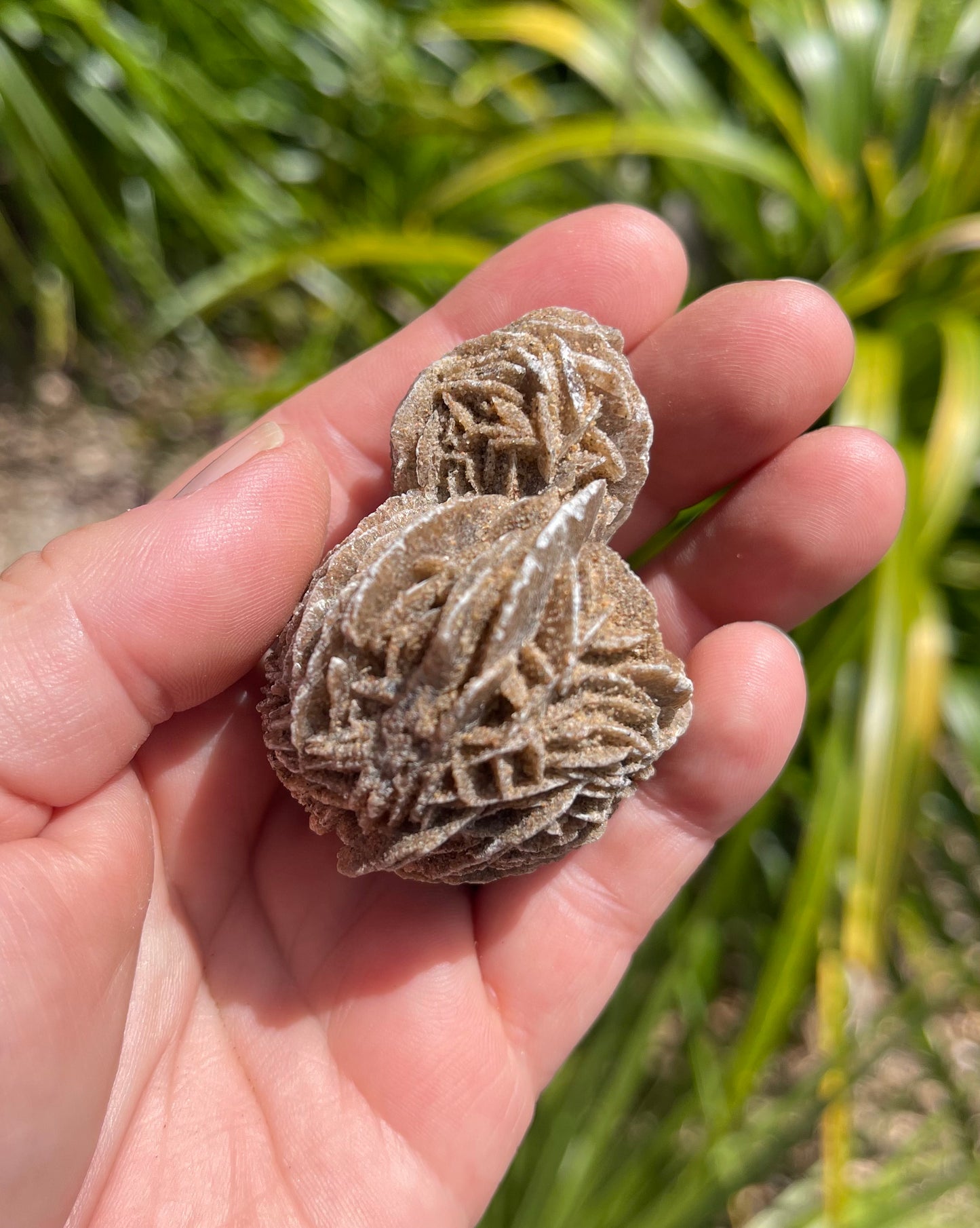 Desert Rose