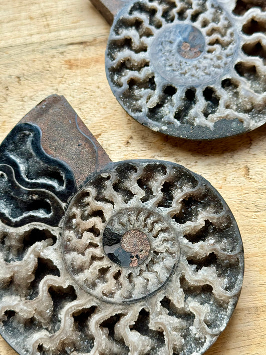 Black Ammonite Fossil Pair, Rare