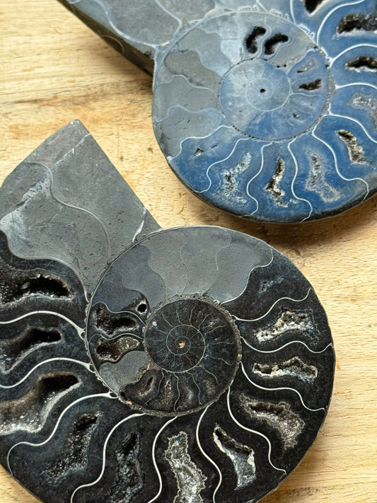 Black Ammonite Fossil Pair, Rare