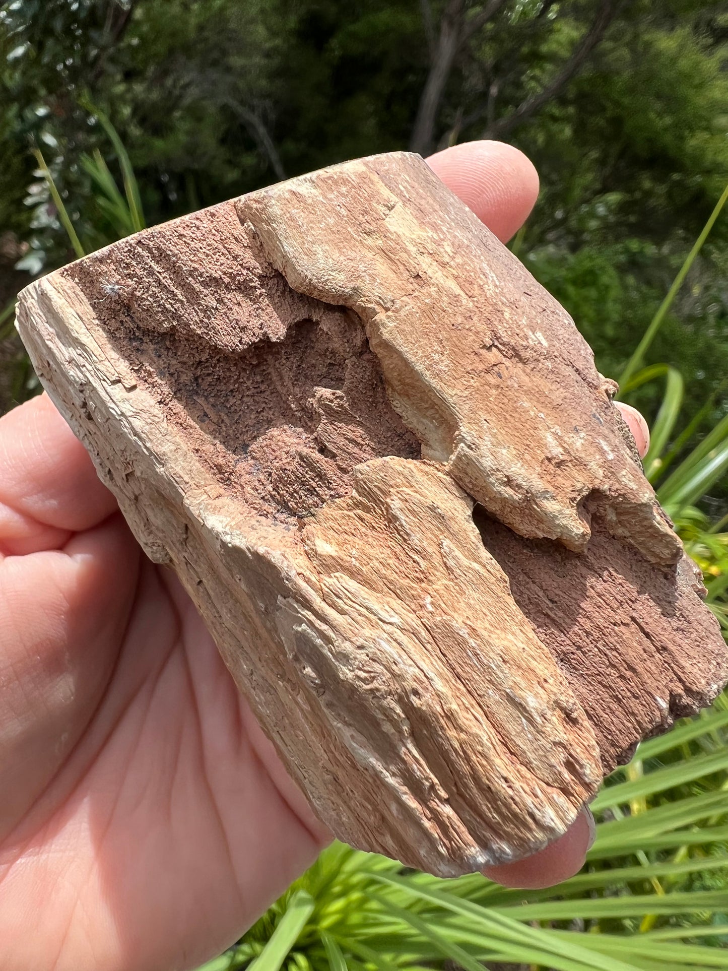 Petrified Wood, whole piece