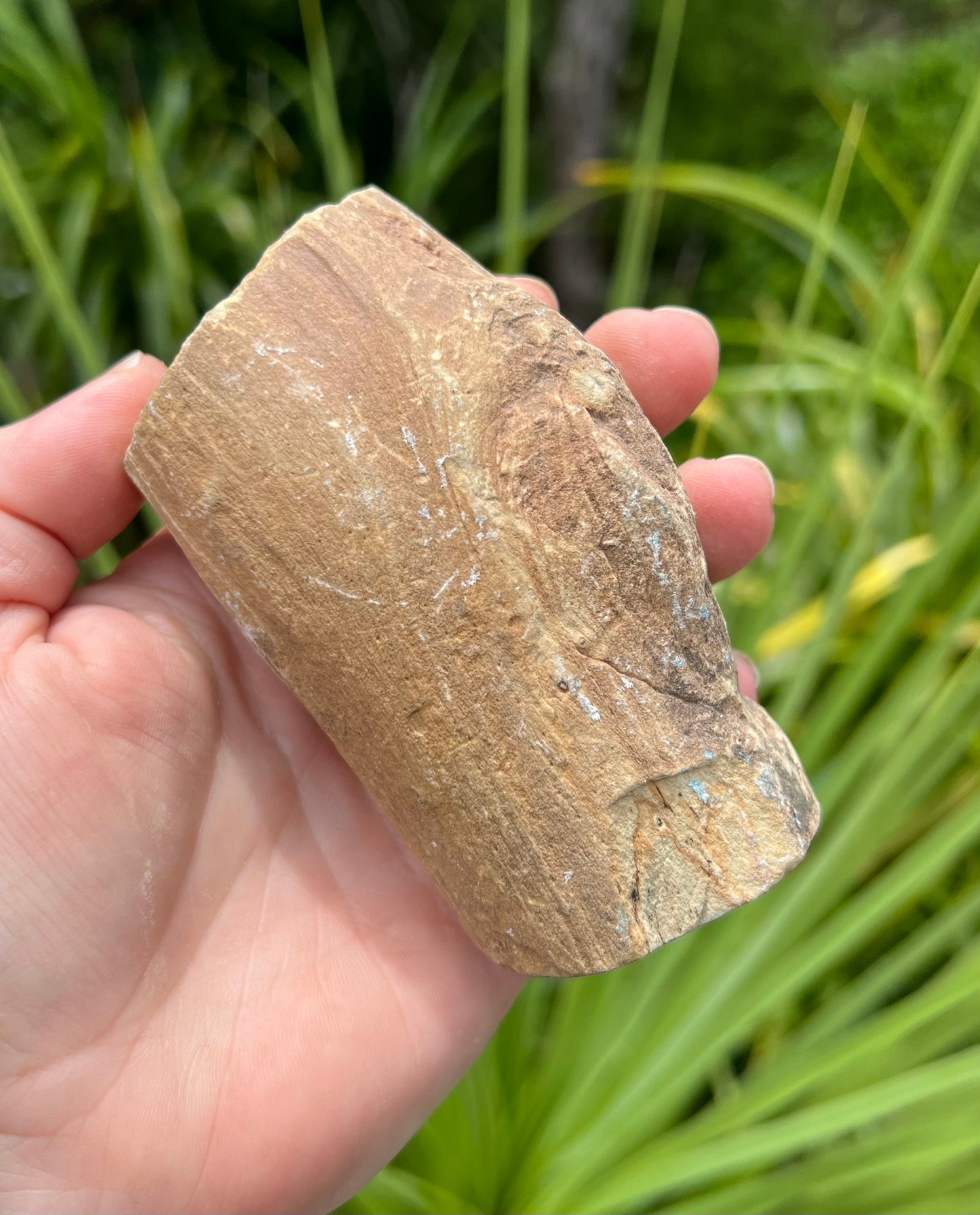 Petrified Wood, whole piece