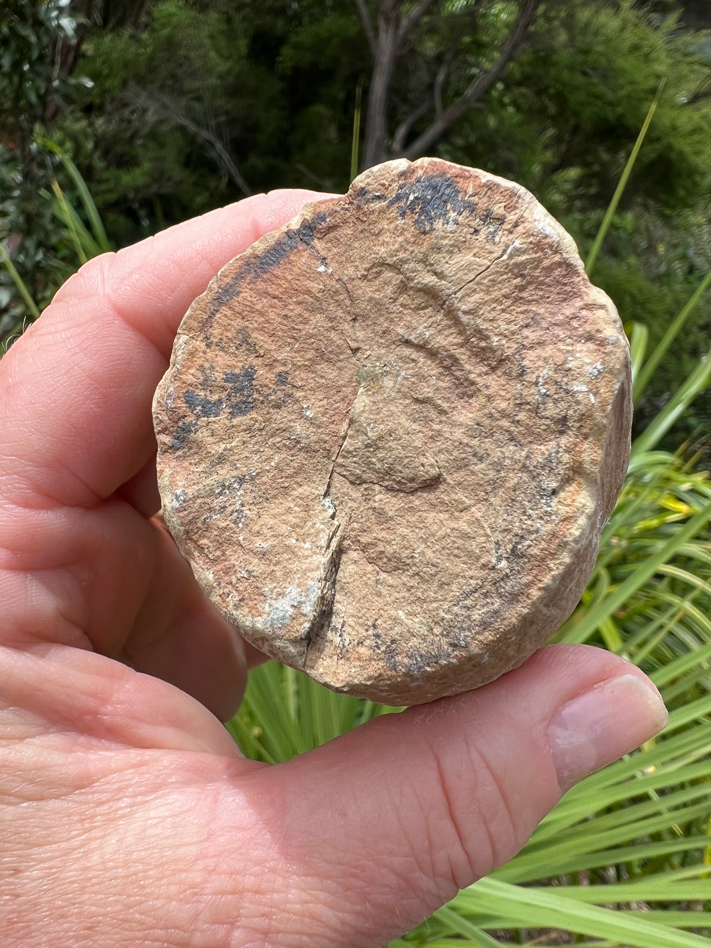 Petrified Wood, whole piece