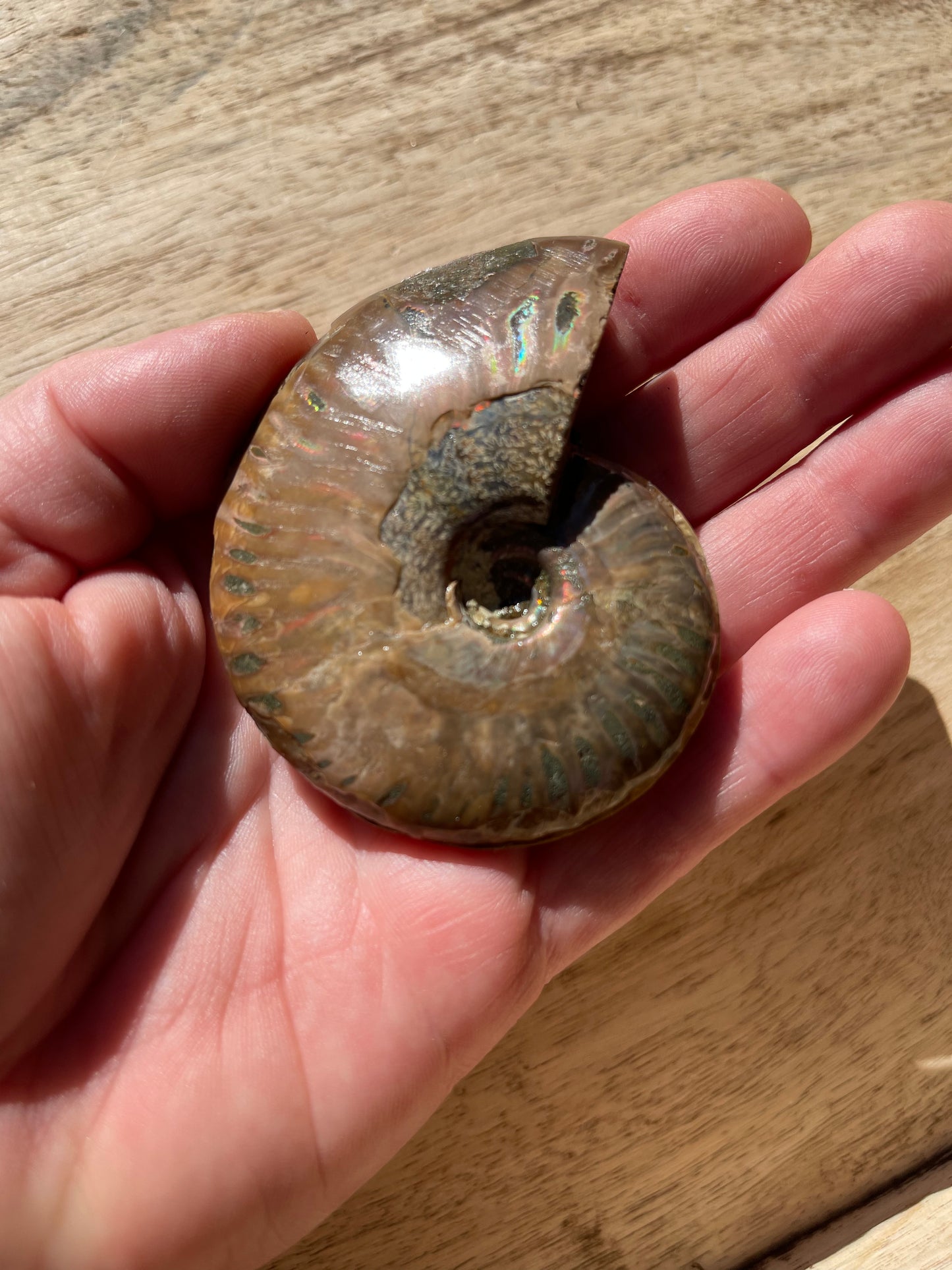 Ammonite Opalised Split Pair