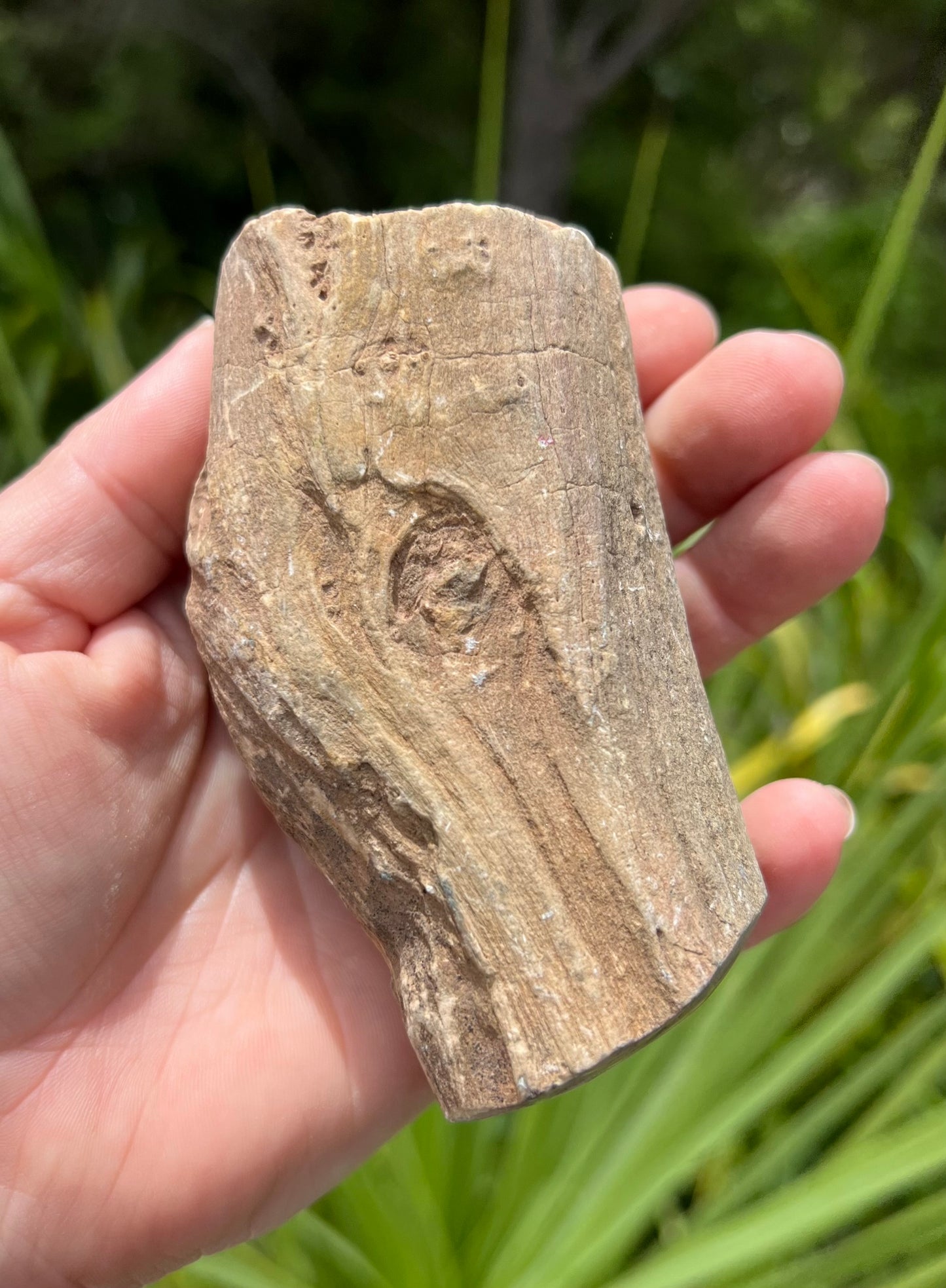 Petrified Wood, whole piece