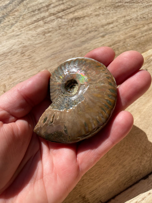 Ammonite Opalised Split Pair