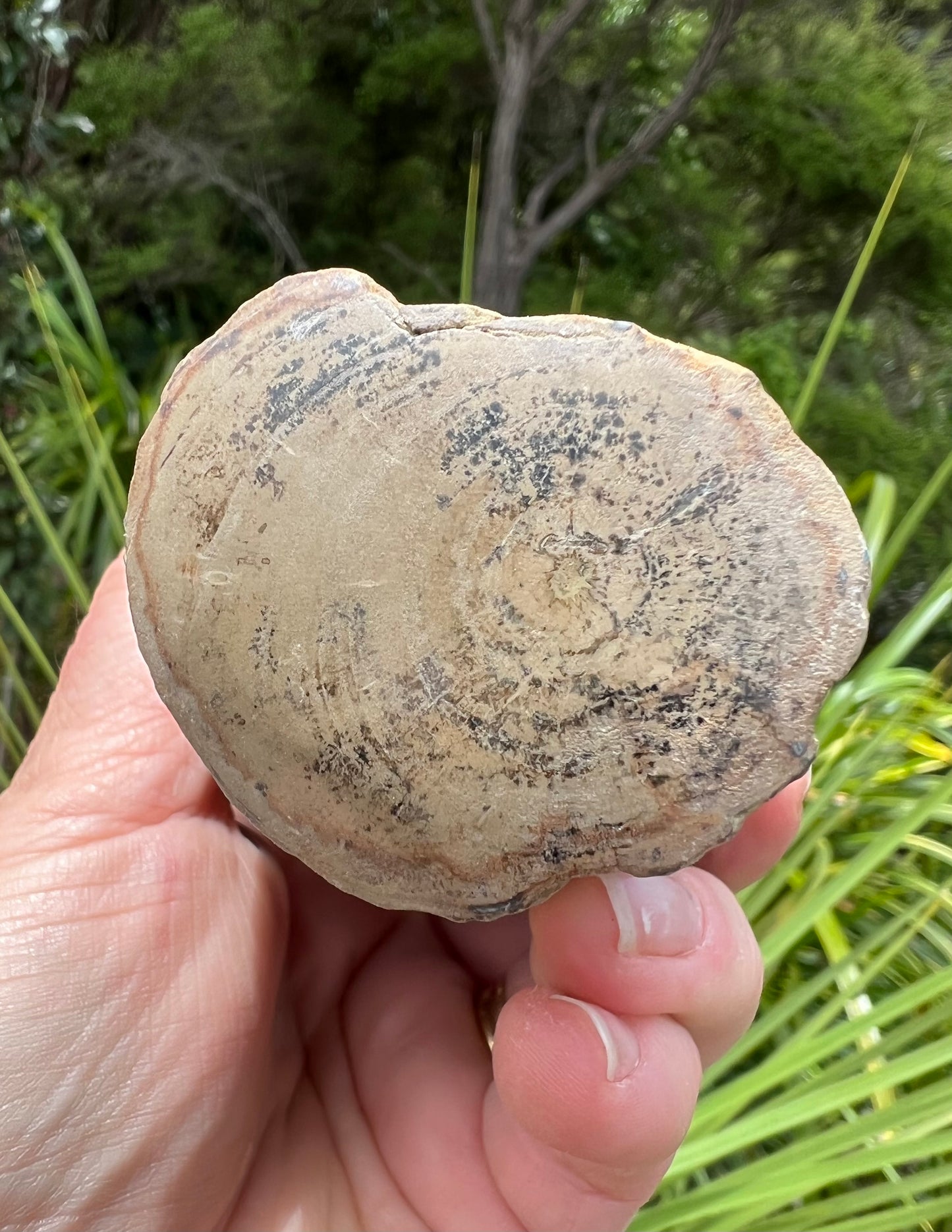 Petrified Wood, whole piece