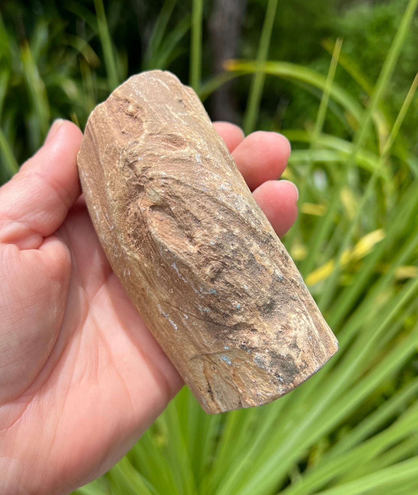 Petrified Wood, whole piece