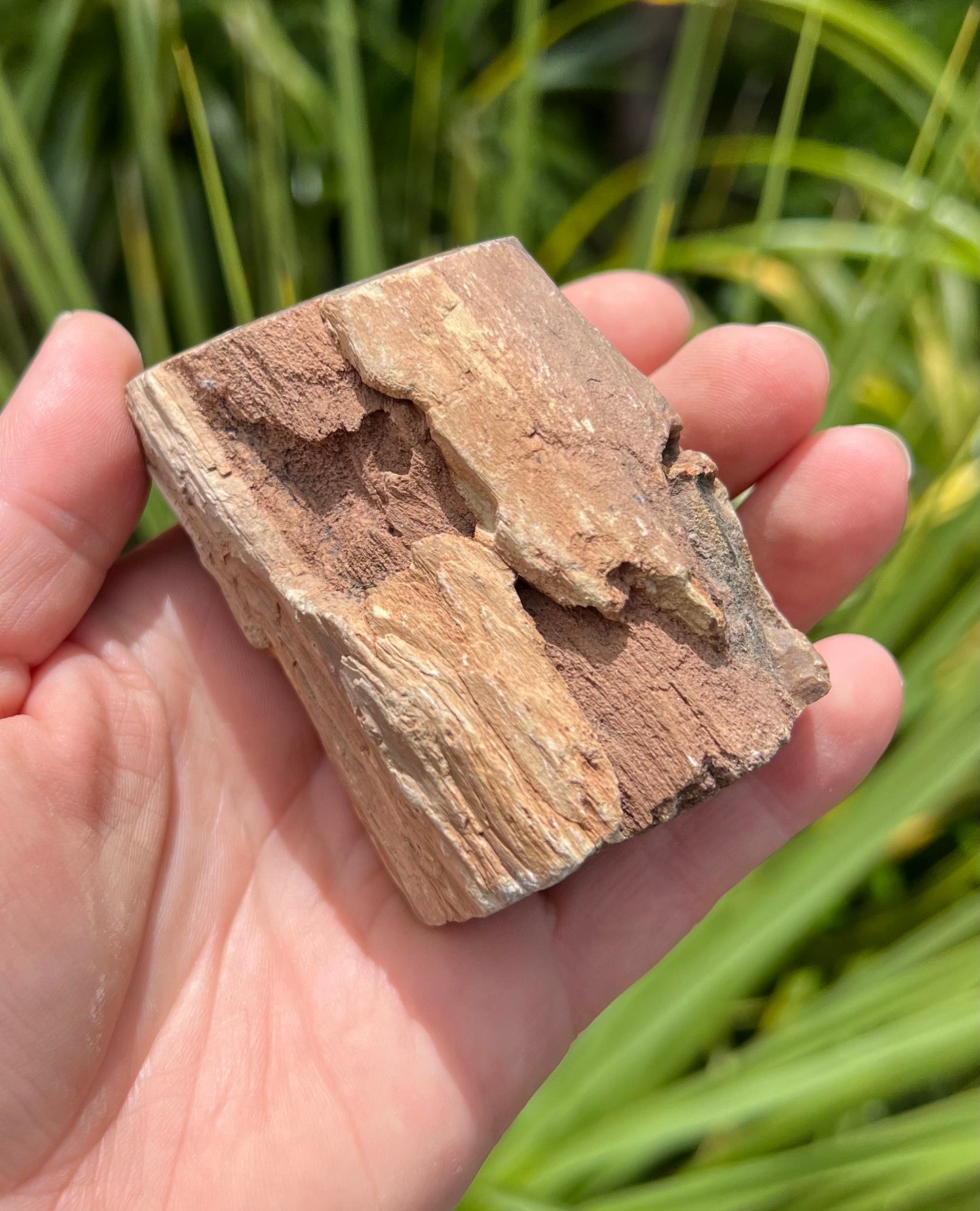 Petrified Wood, whole piece